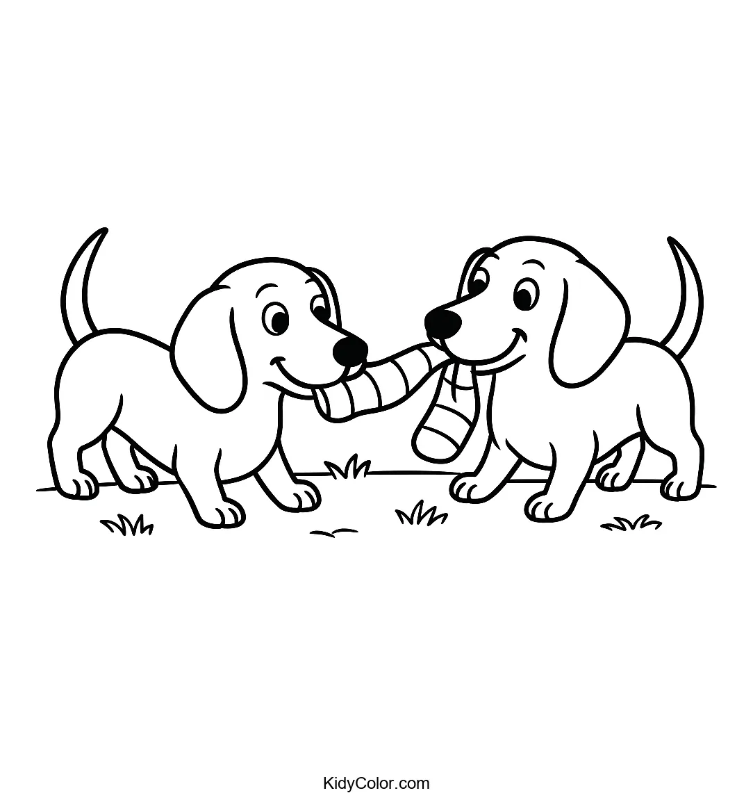 Two dachshunds playing tug-of-war