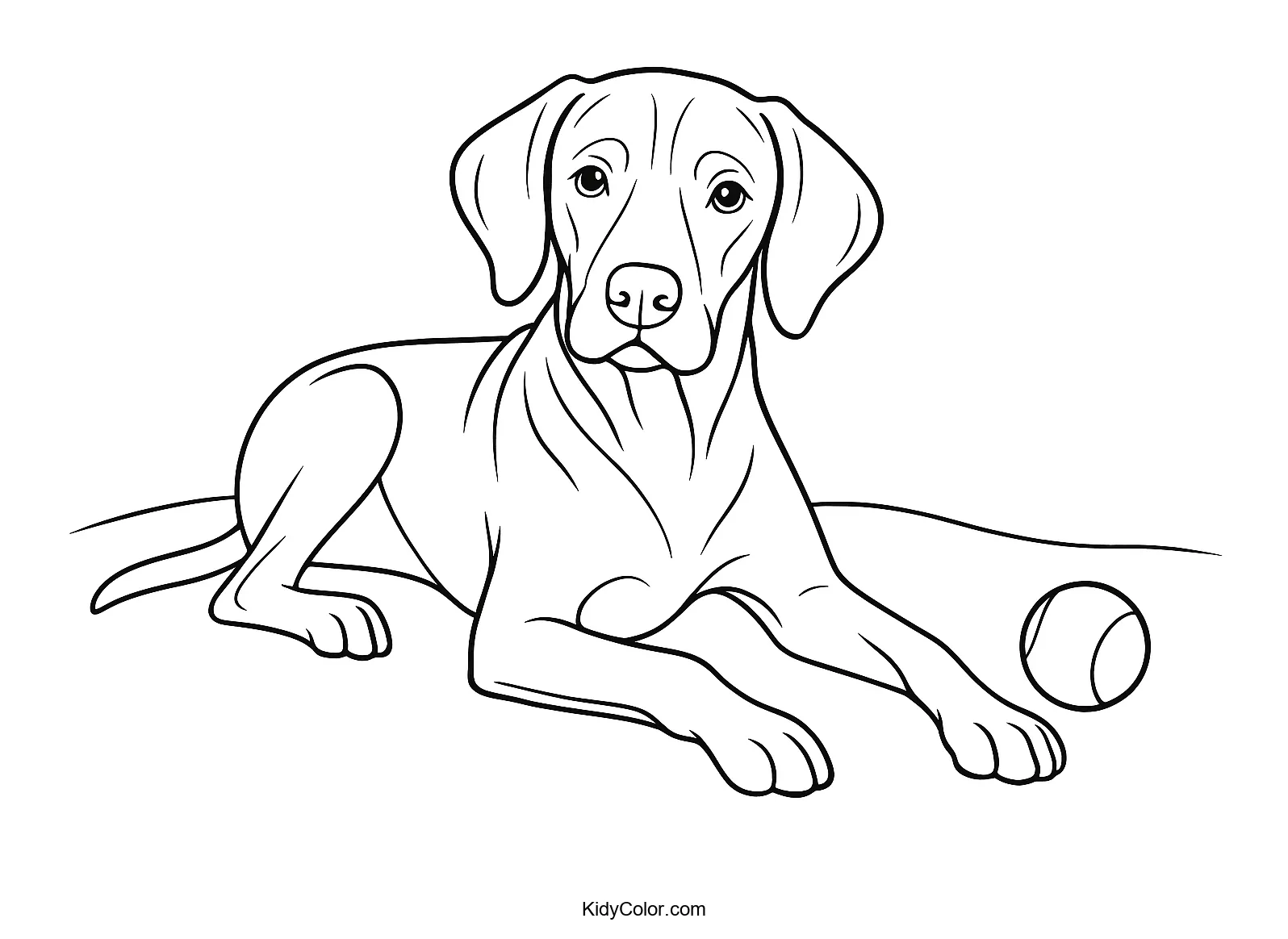 Vizsla dog with a tennis ball