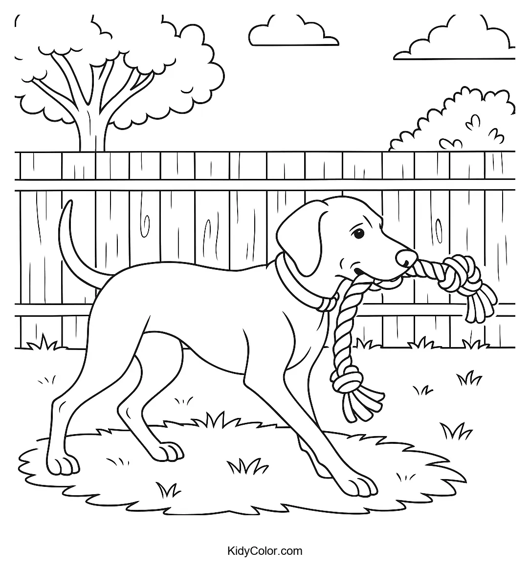 Vizsla Playing Tug Of War