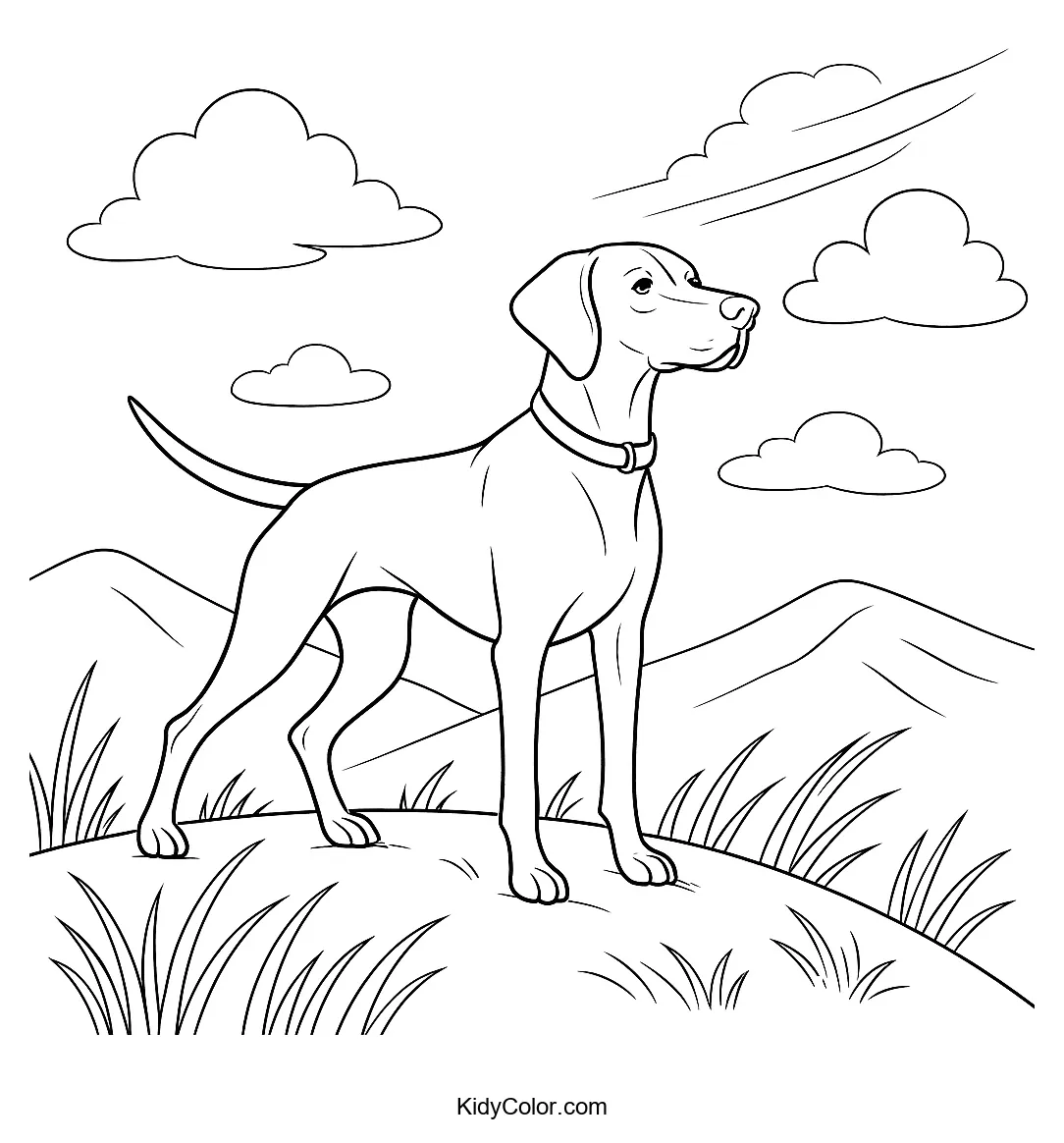 Vizsla dog on a hilltop