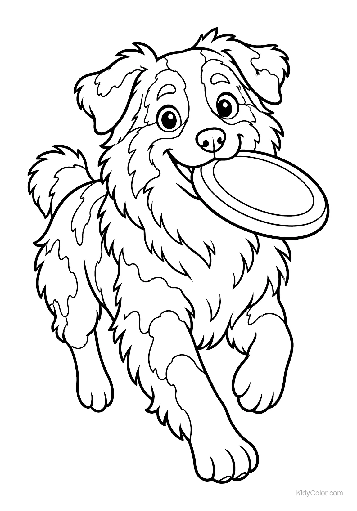Australische herder rent met een frisbee in zijn bek.