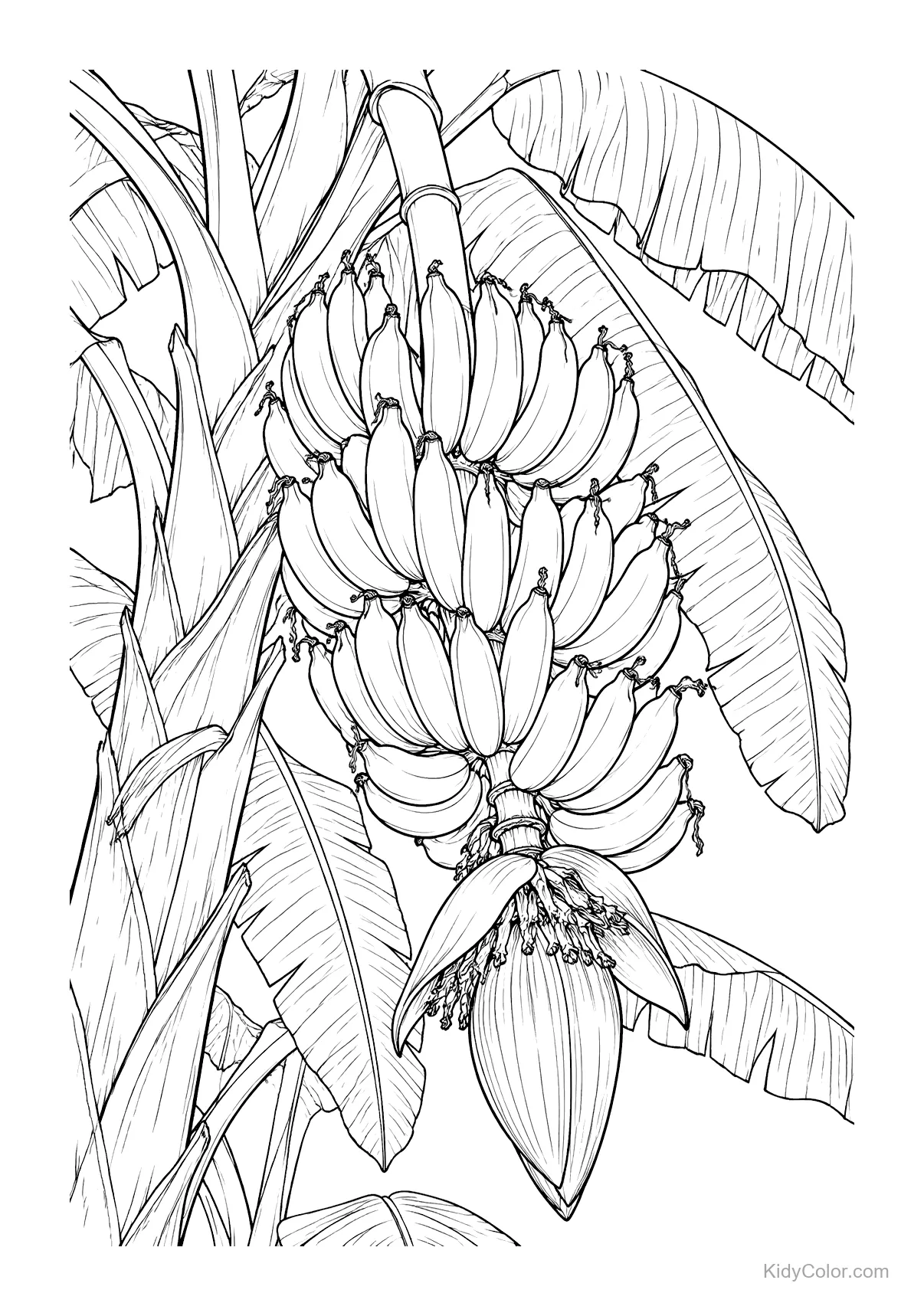 Banana plant with a hanging bunch of bananas and large leaves.