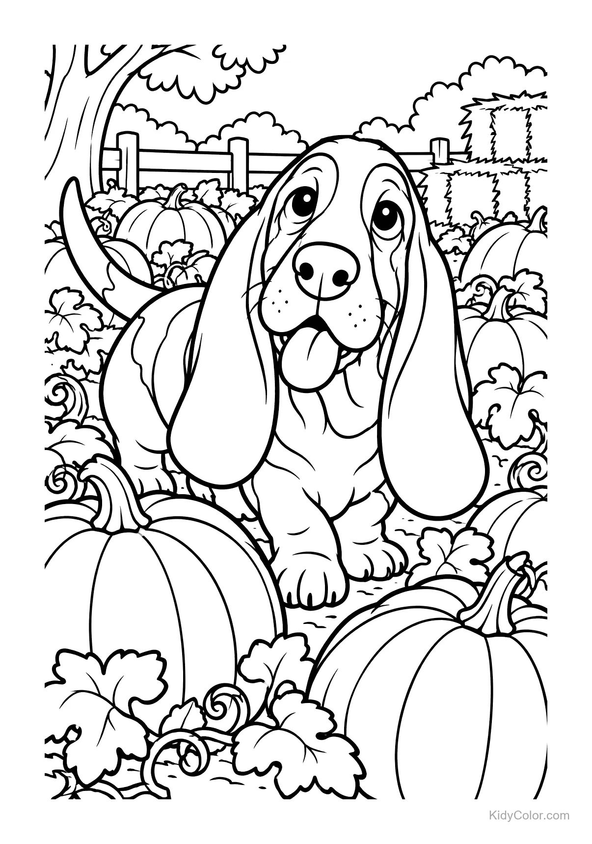 Basset Hound steht in einem Kürbisfeld.