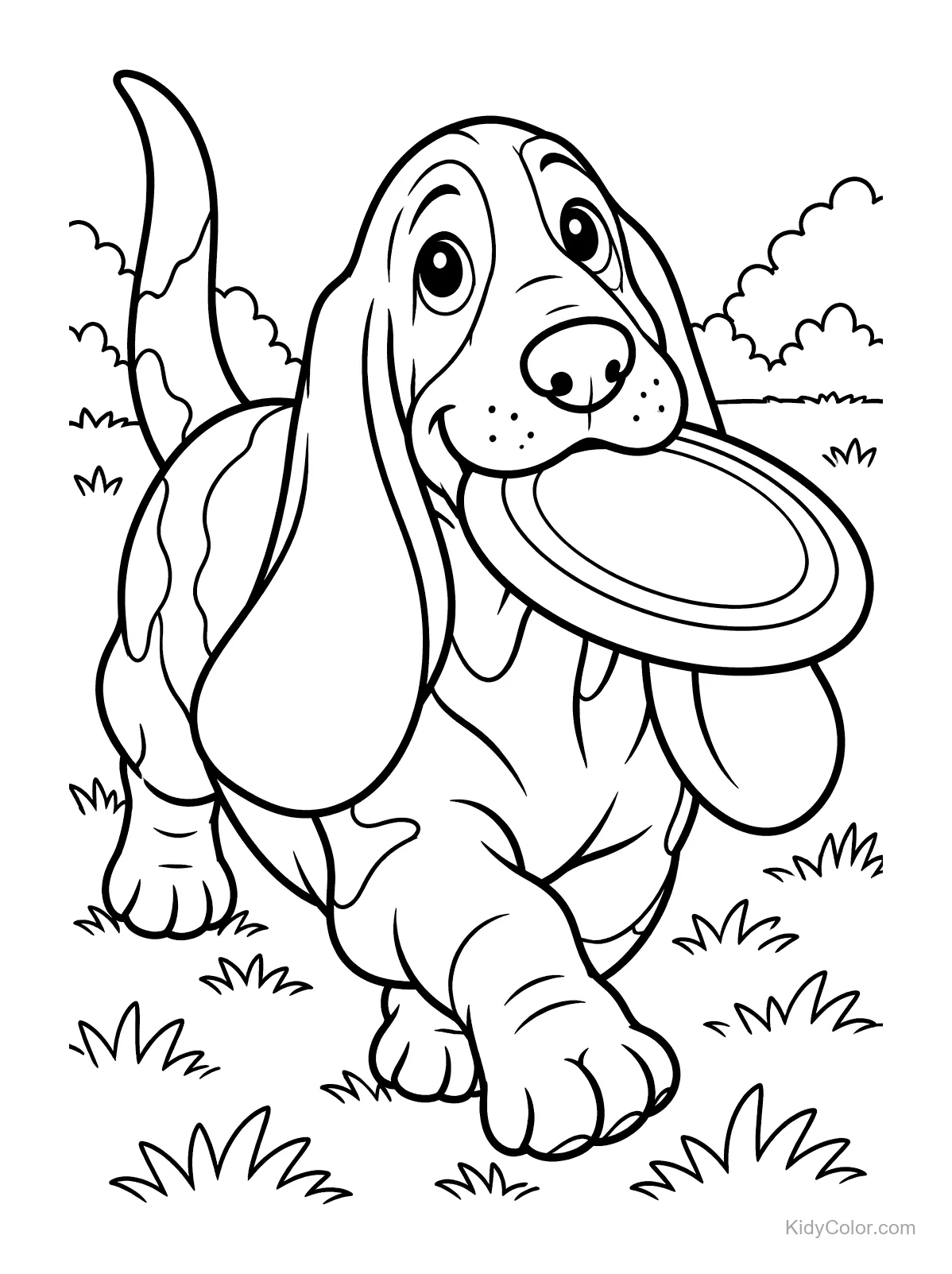 Ein Basset Hound trägt ein Frisbee im Maul.