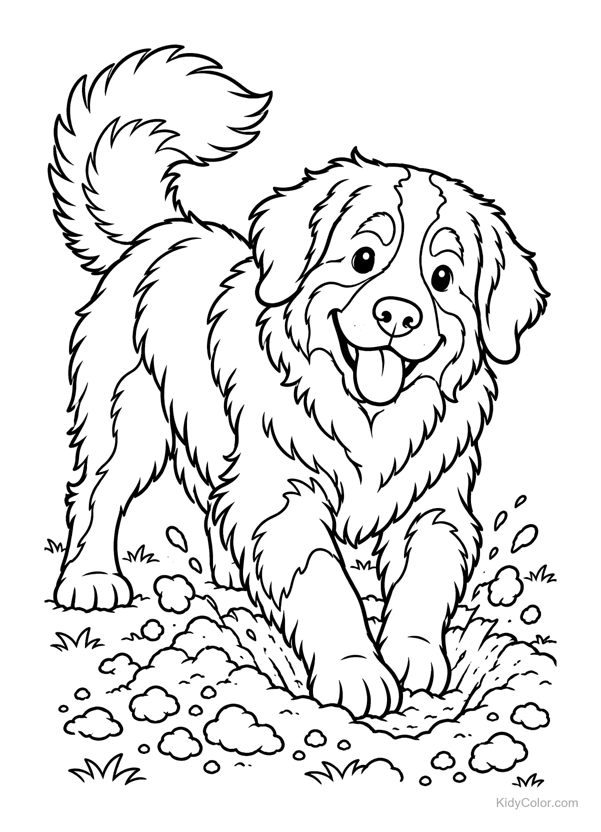 A Bernese Mountain Dog happily digging a hole in the ground.
