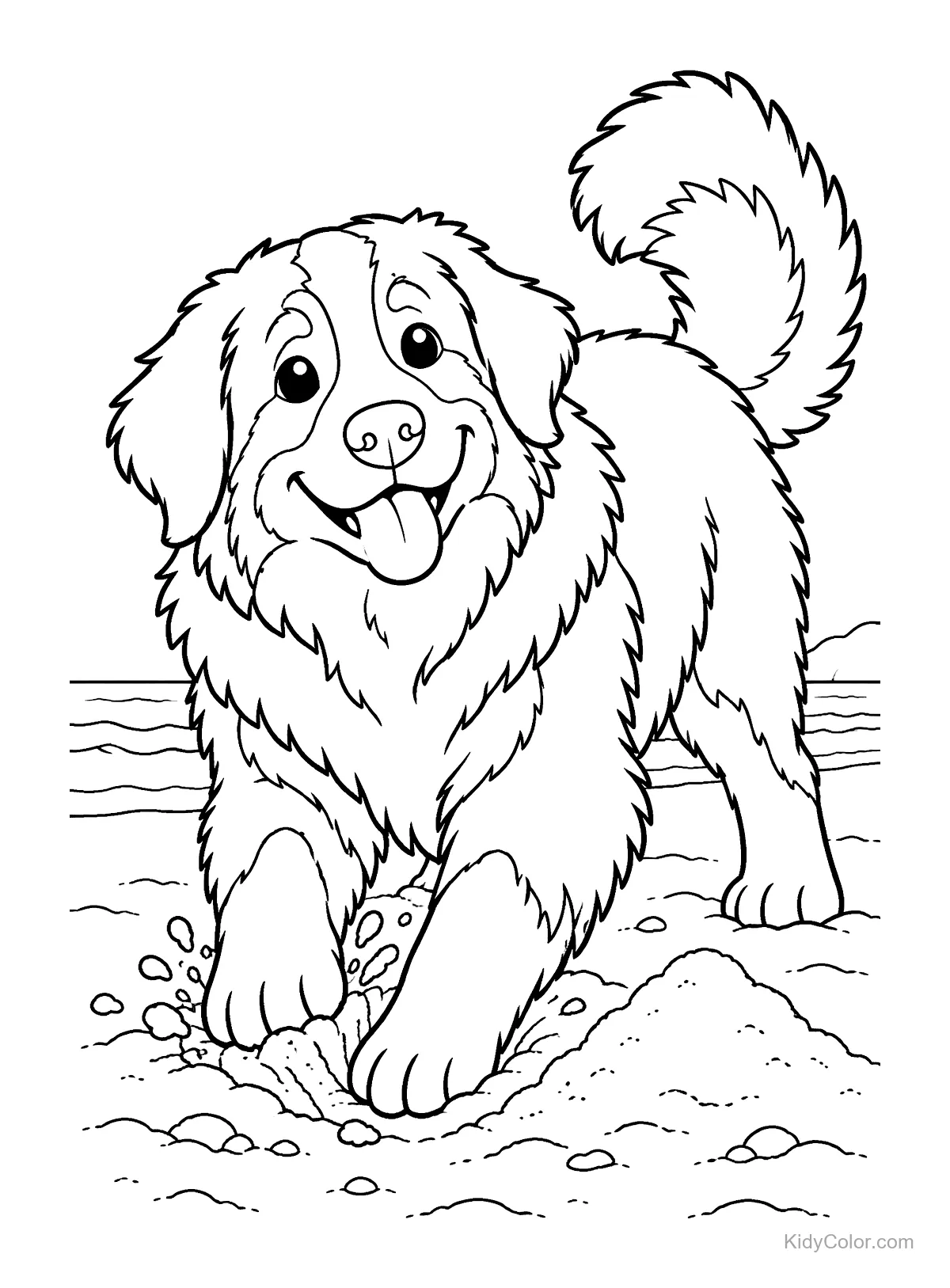 A Bernese Mountain Dog digging in sand on a beach.