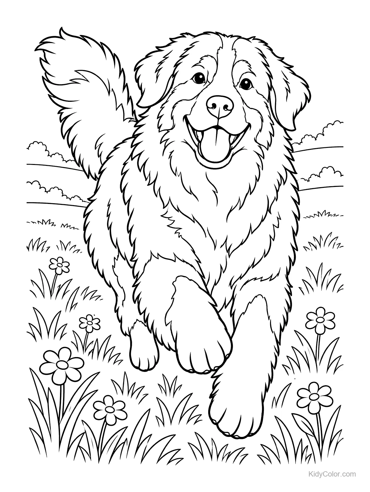 Berner Sennenhund läuft durch ein Feld mit Blumen.