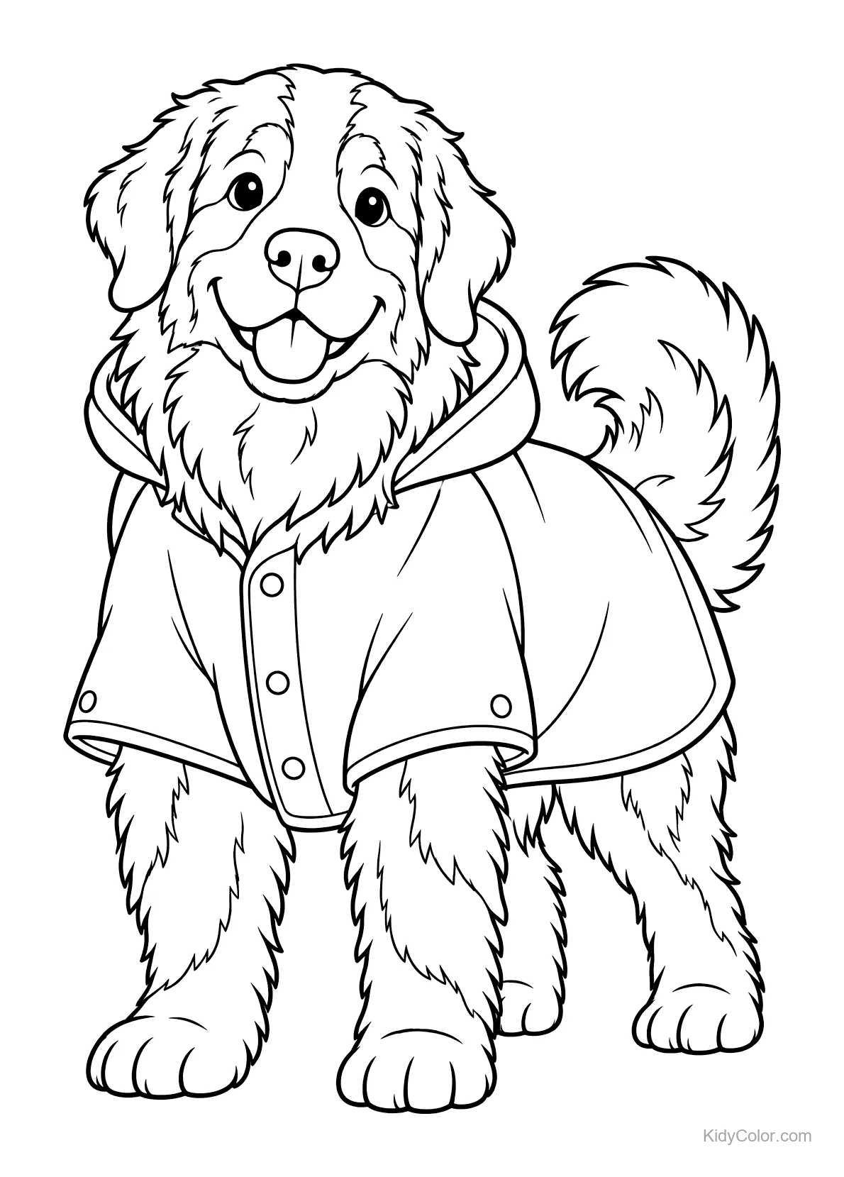 Berner sennenhond met een regenjas aan