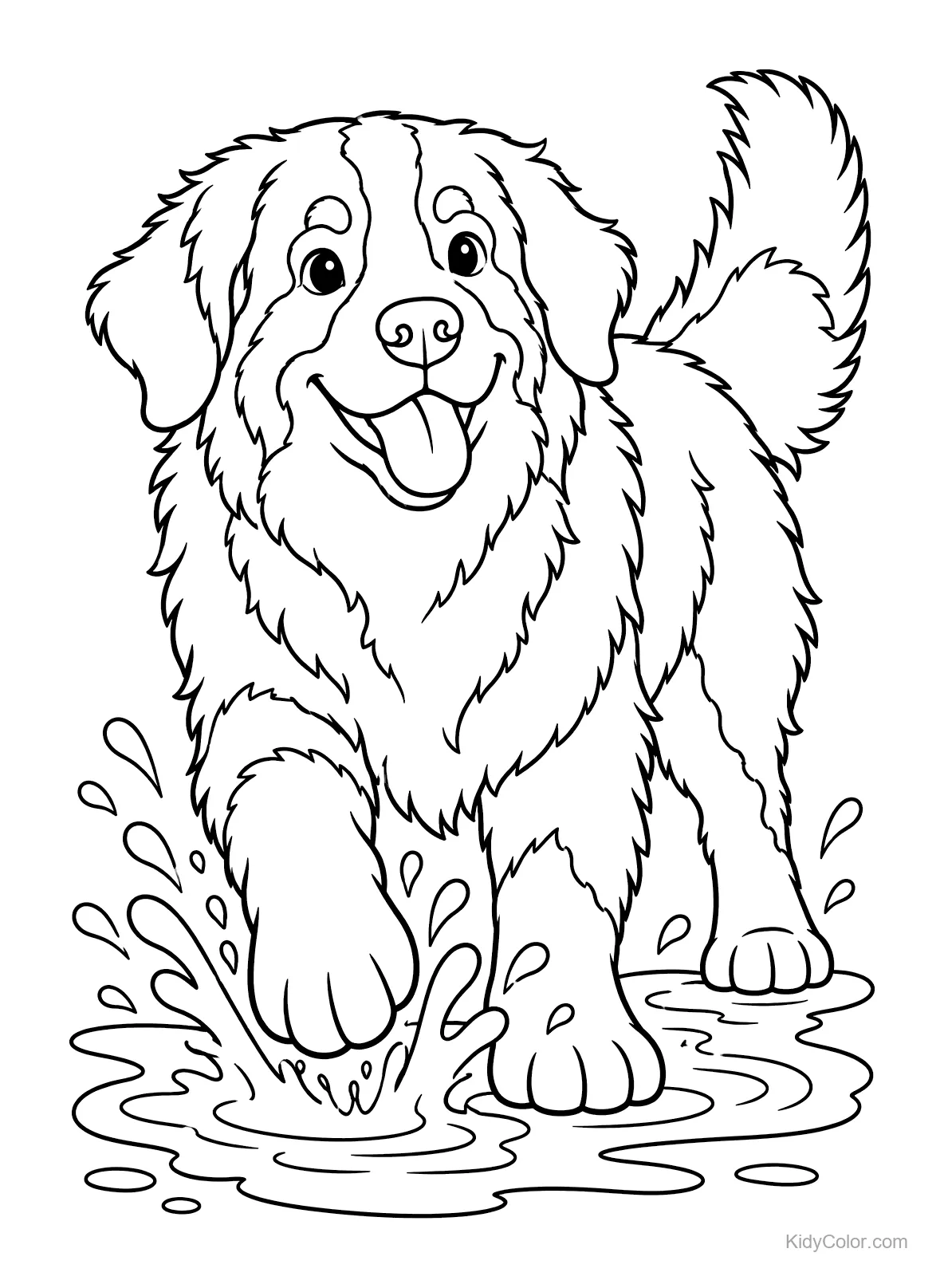 Bernese Mountain Dog happily splashing in a puddle.