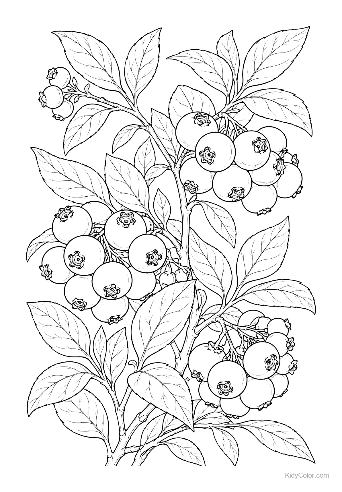 A detailed black-and-white illustration of a blueberry branch with leaves.
