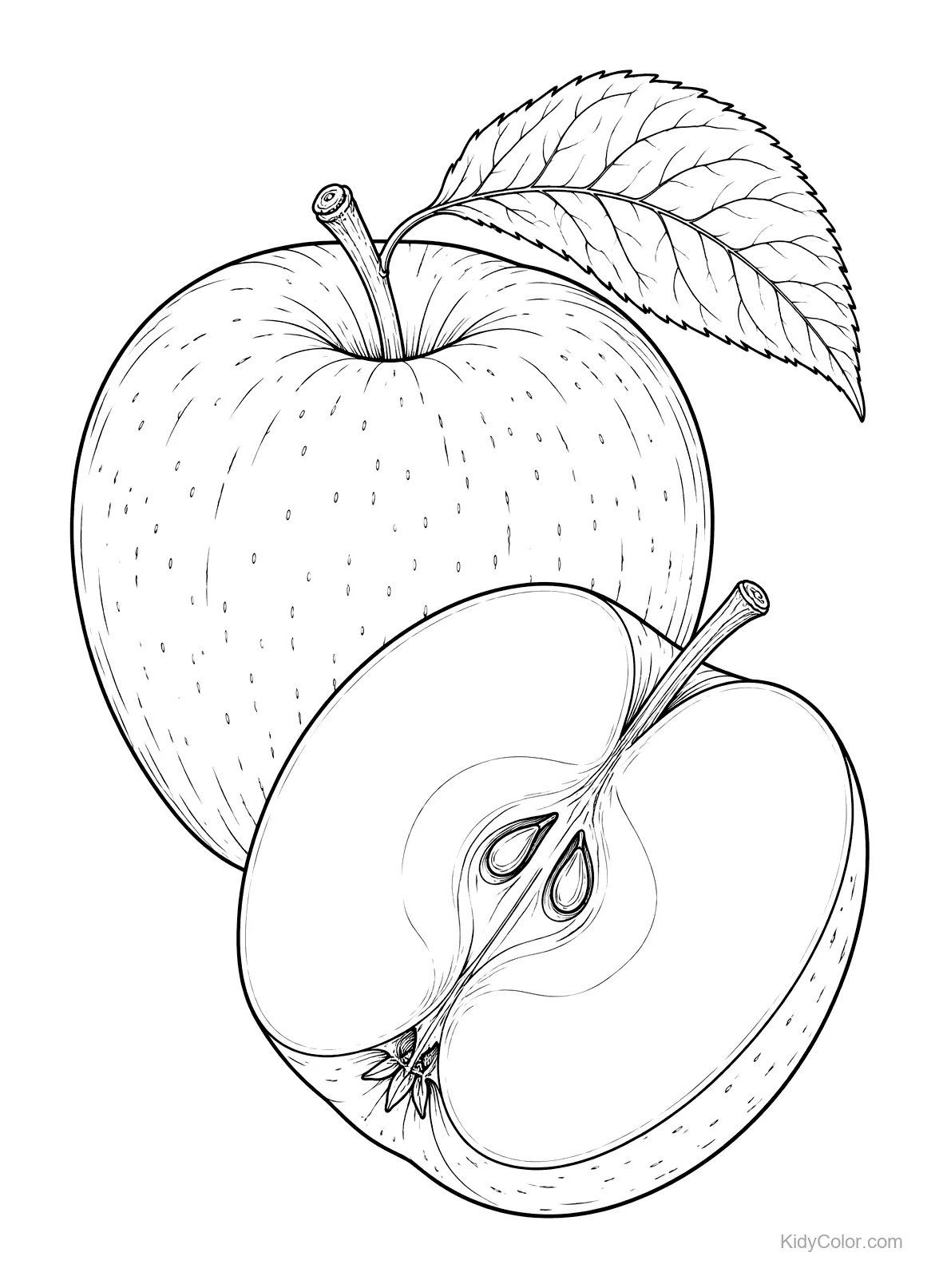 Botanical apple with leaf and sliced half showing seeds.
