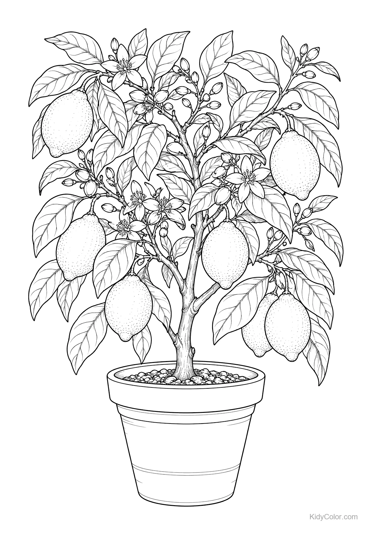 A detailed line drawing of a lemon tree in a pot with lemons and leaves.