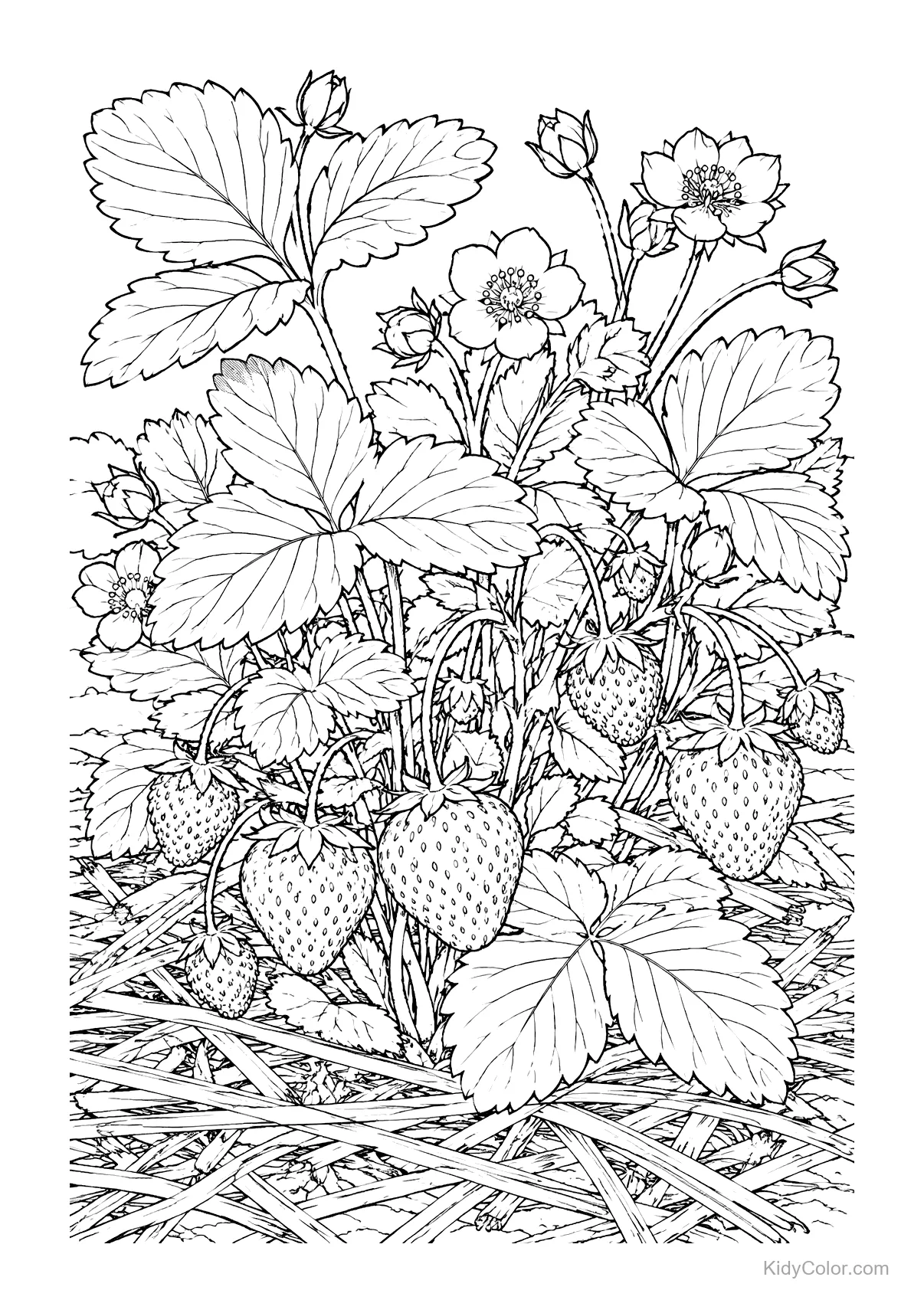 Strawberry plant with flowers and ripe berries in line art.