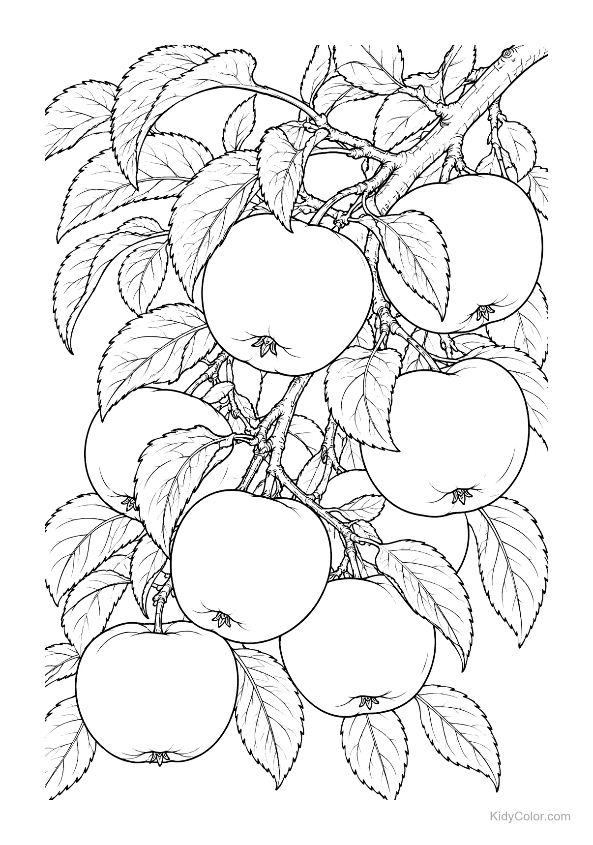 A branch with several apples and leaves drawn in detail.