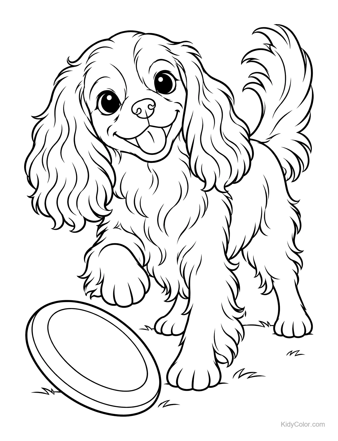Cavalier King Charles Spaniel playing with a frisbee.