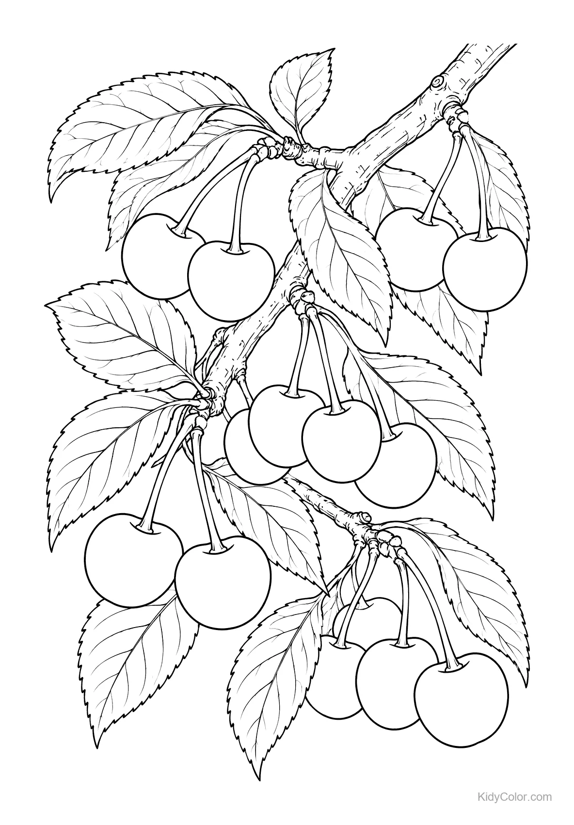 Cherry tree branch with ripe cherries and clusters of leaves.