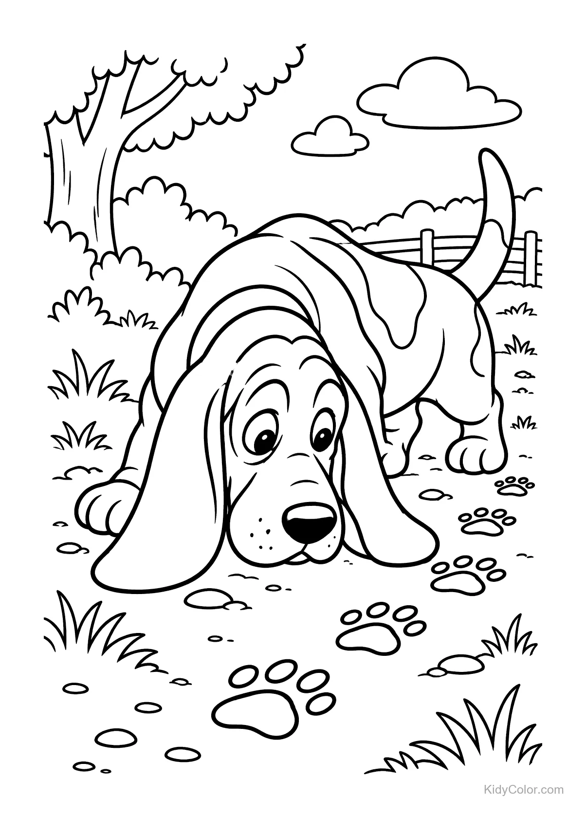 A basset hound sniffing a trail with paw prints in the grass.