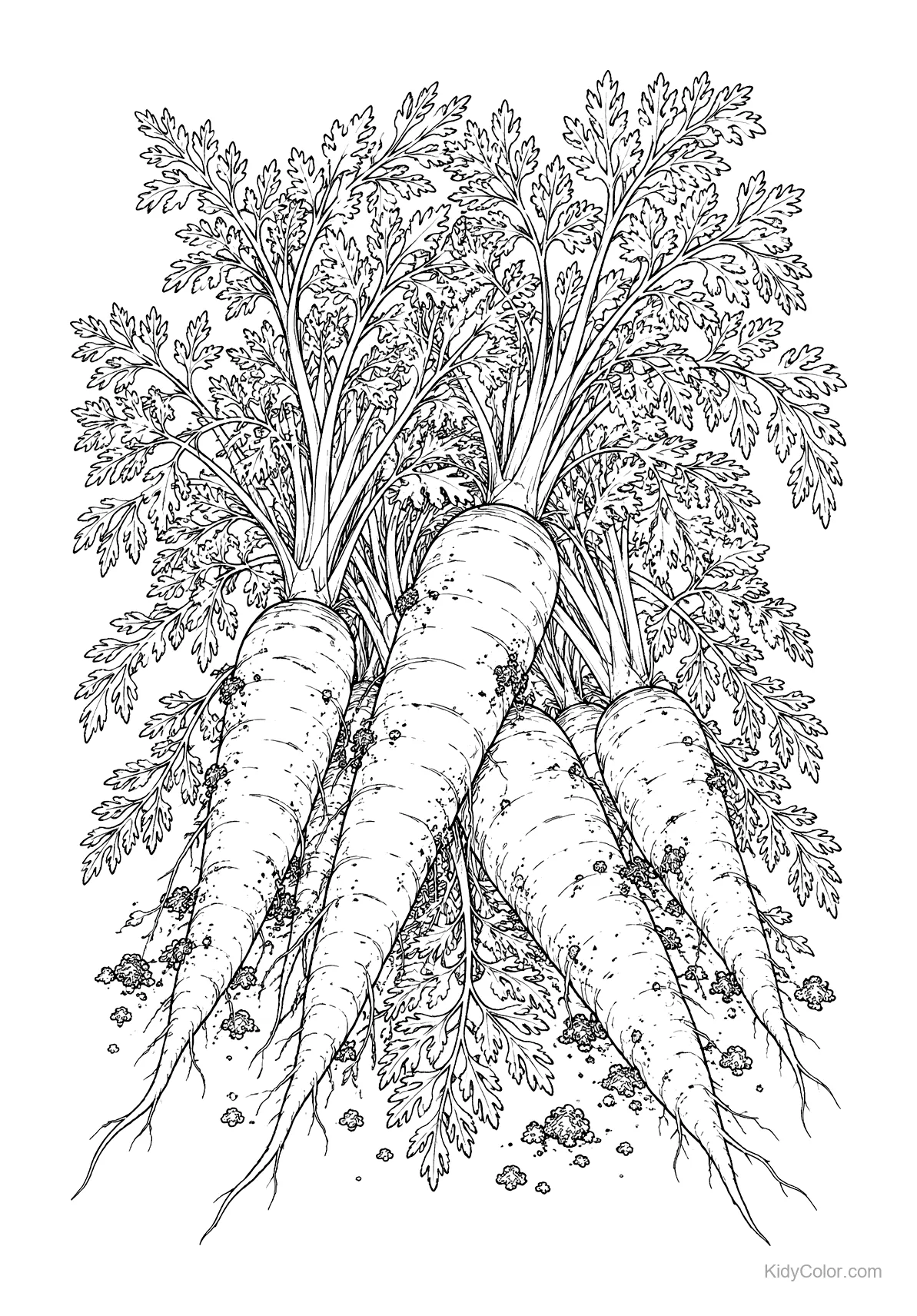 A bunch of detailed carrots with leafy tops in line art.