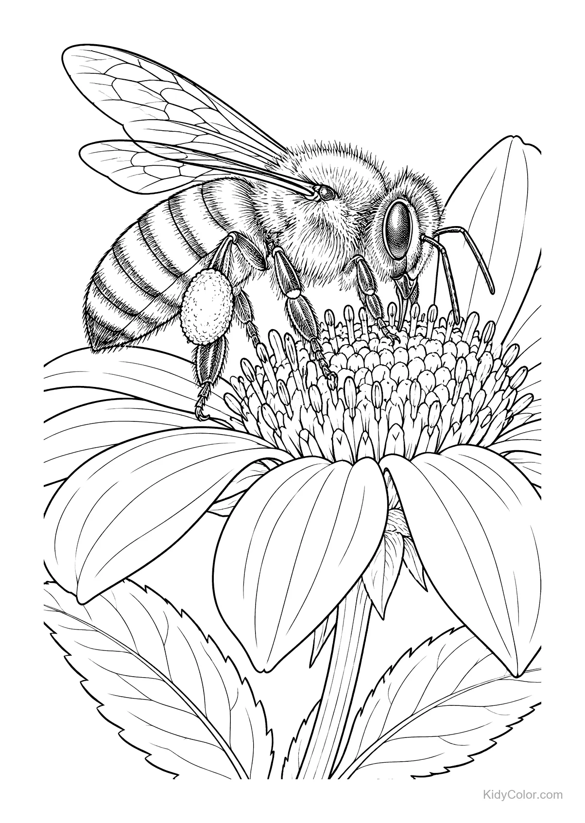 A detailed honeybee on a daisy blossom with clear lines around its wings, body, and flower petals.