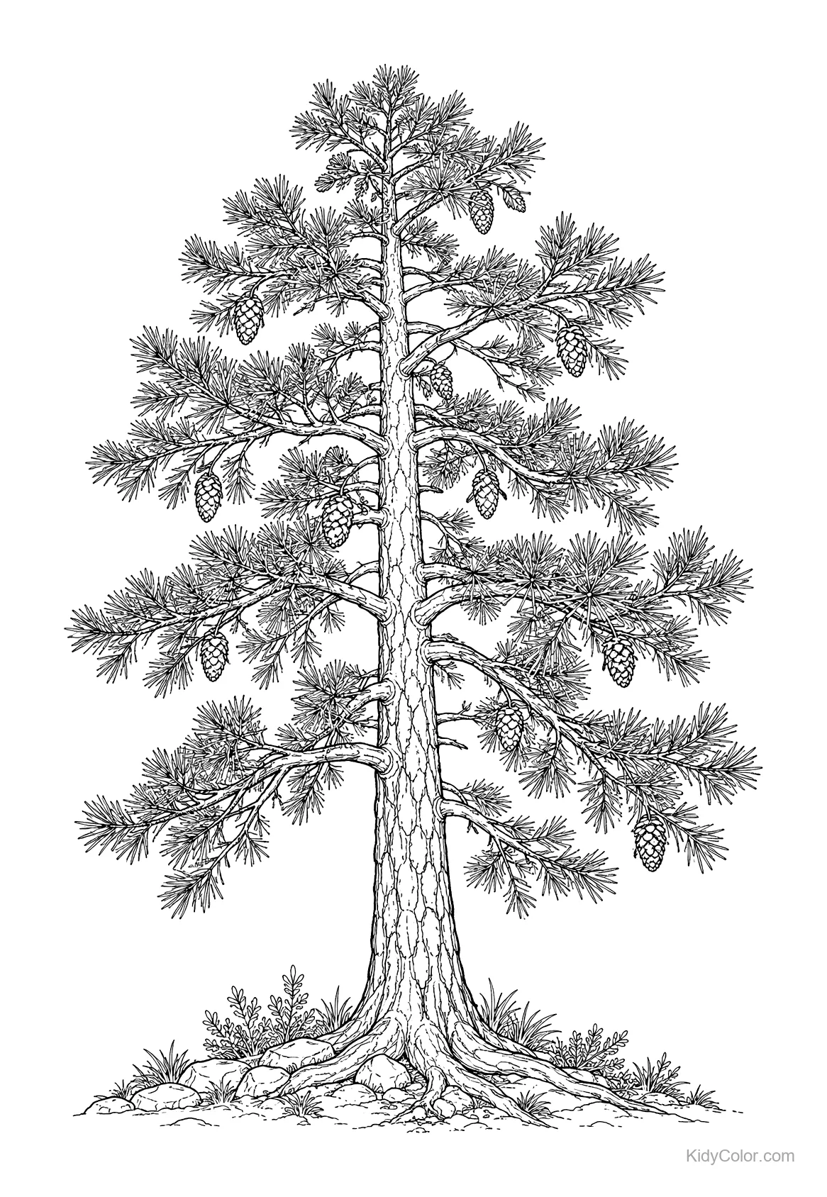 Tall pine tree with detailed branches and cones.