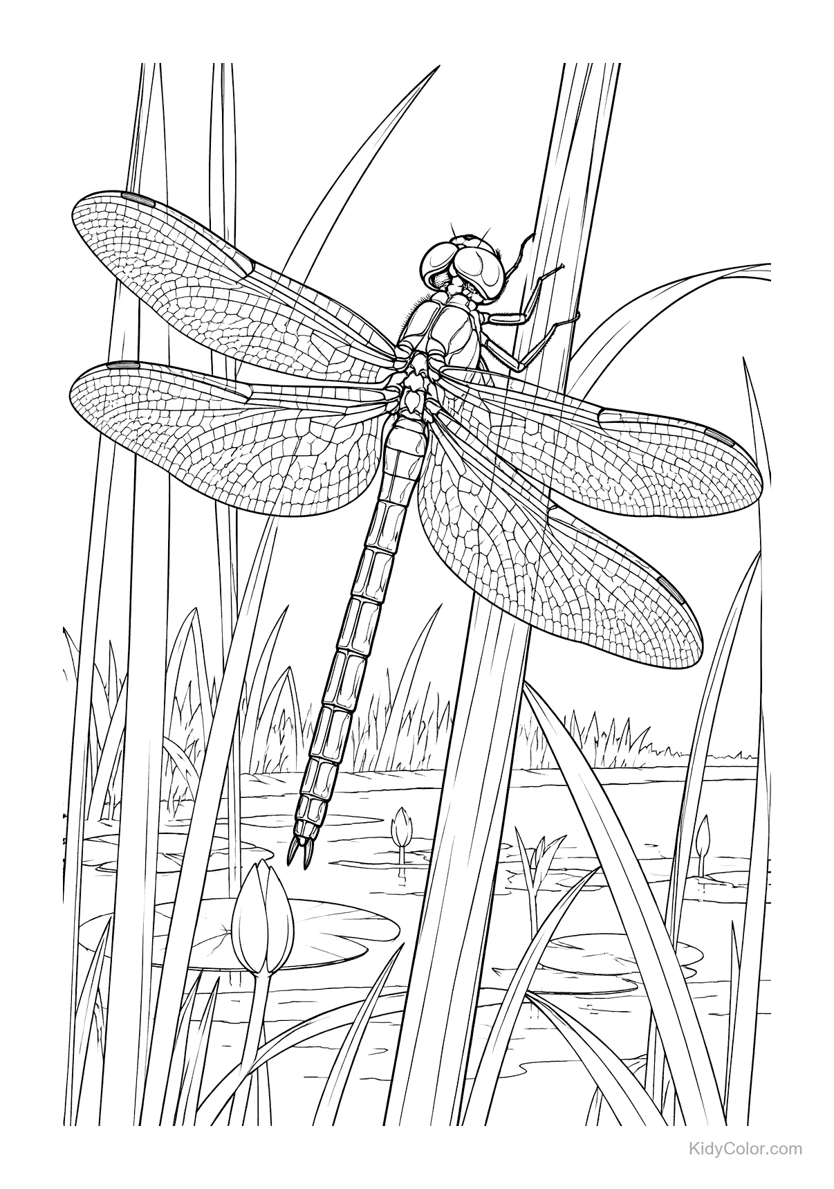 Dragonfly resting on marsh reeds with a pond background.