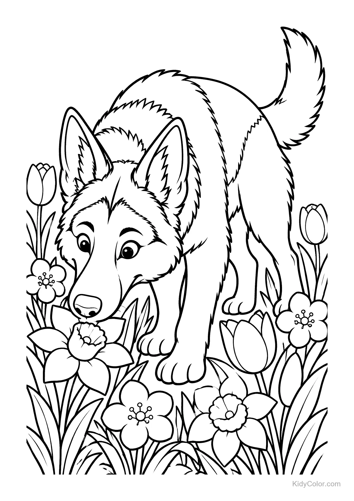 A German Shepherd sniffing spring flowers.