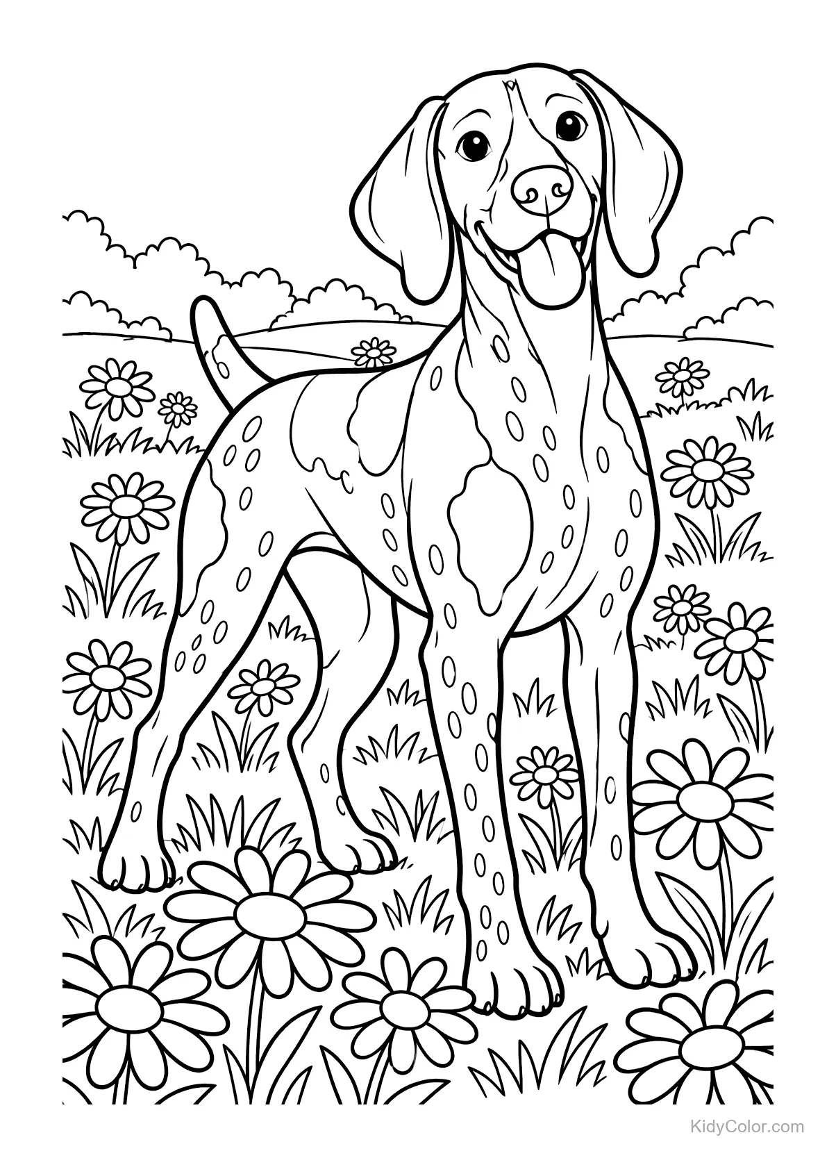 Braque allemand debout dans un champ de marguerites.