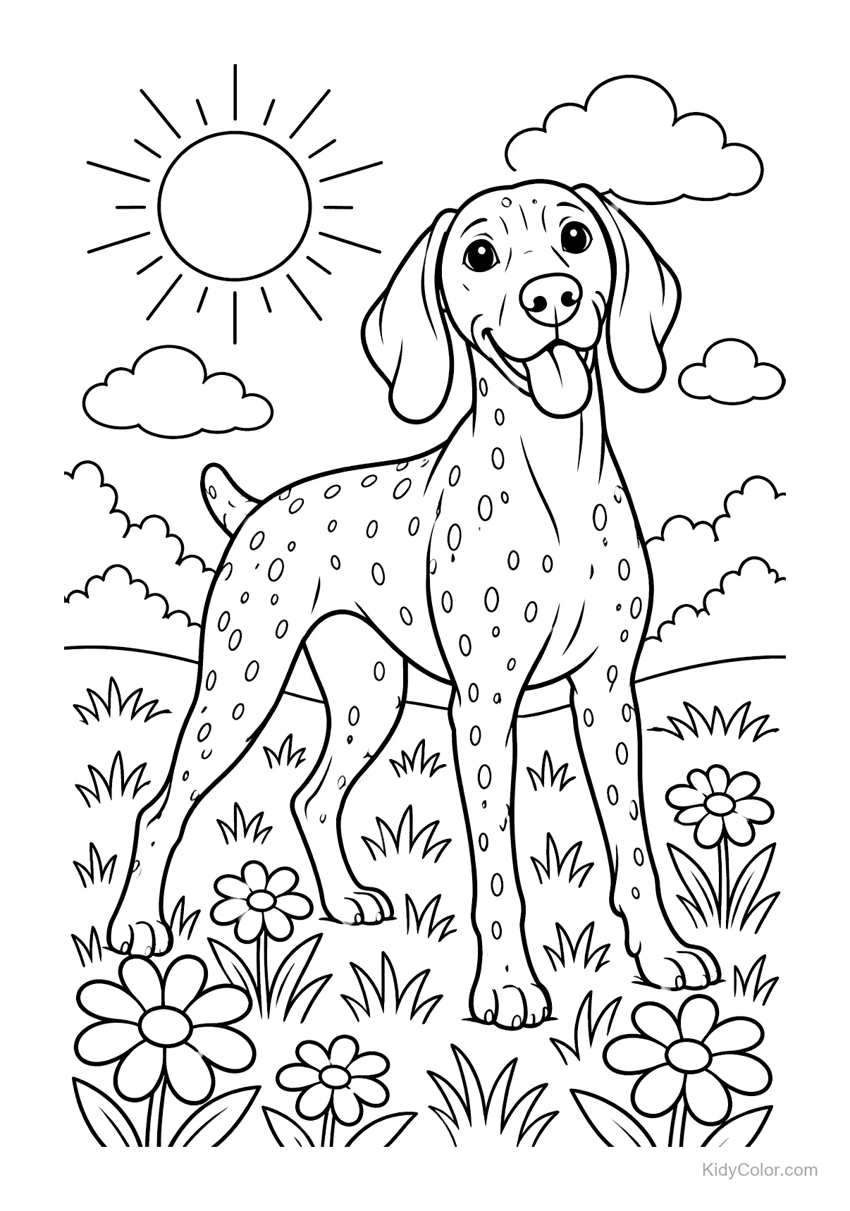 Deutsch Kurzhaar steht in einer sonnigen Wiese mit Blumen und Sonne.