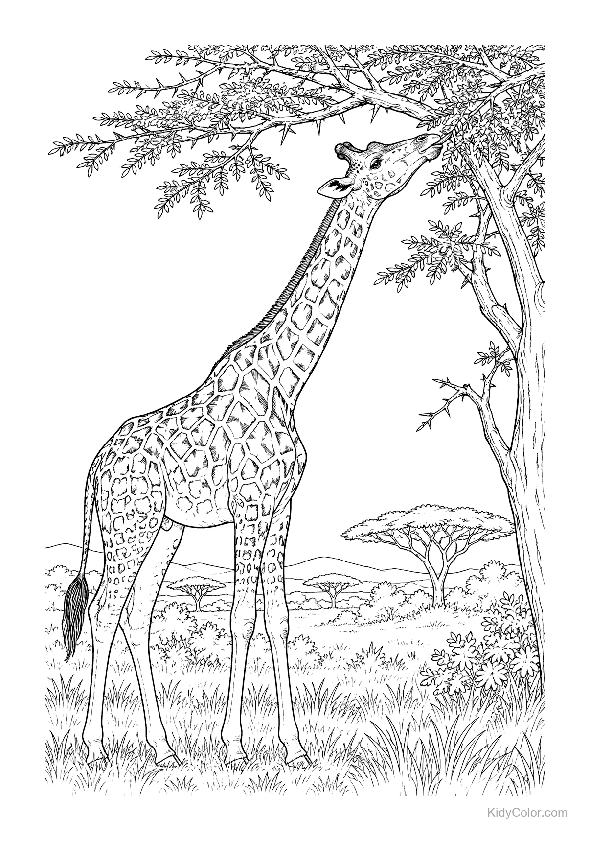 A giraffe eating leaves from an acacia tree.