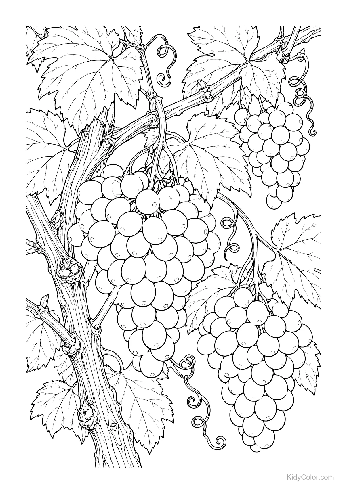 Grapevine with clusters of grapes and leaves in line art.