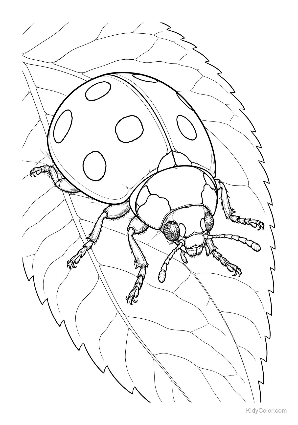 Ladybird on a detailed veined leaf, suitable for coloring.