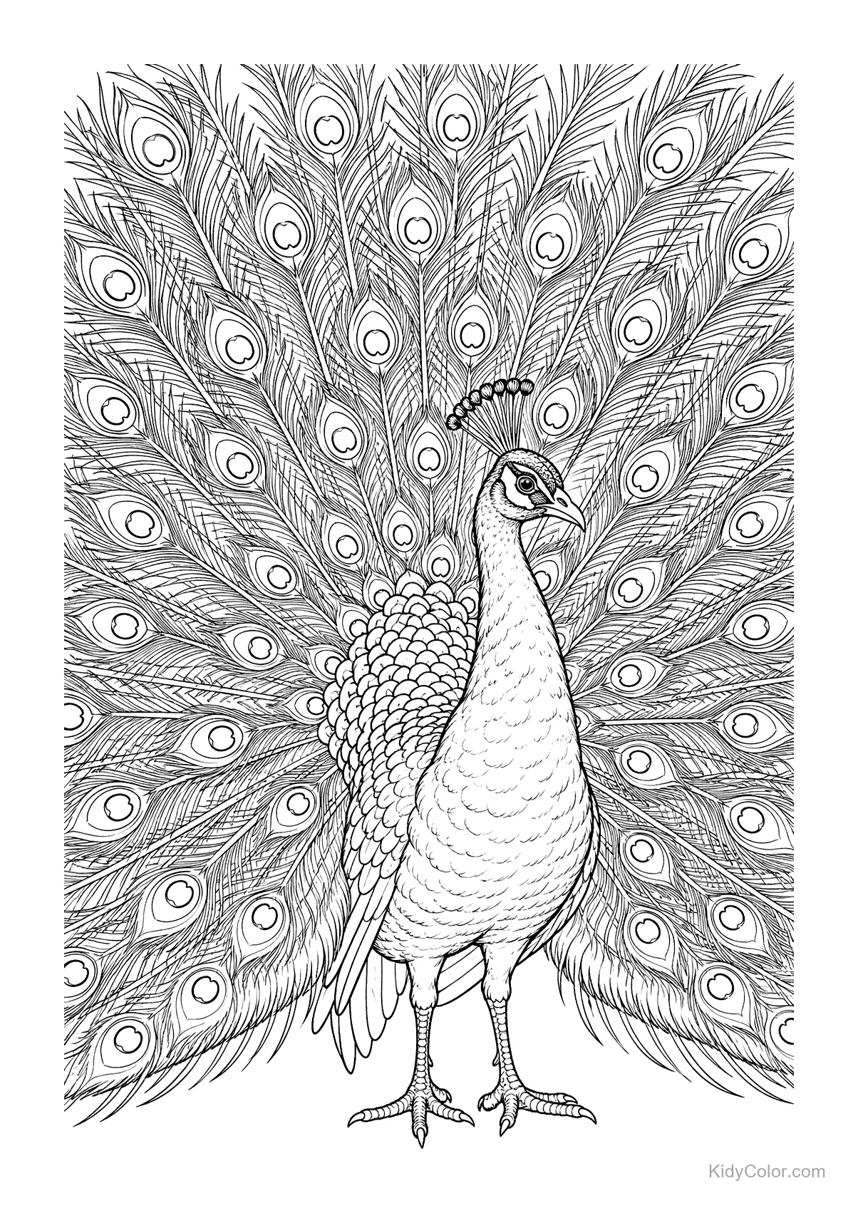 Intricate peacock with open fan displaying detailed feathers.