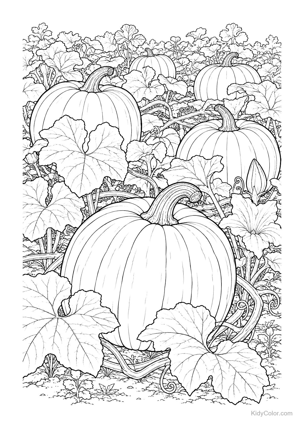 Intricate drawing of a pumpkin patch with large pumpkins and vines.