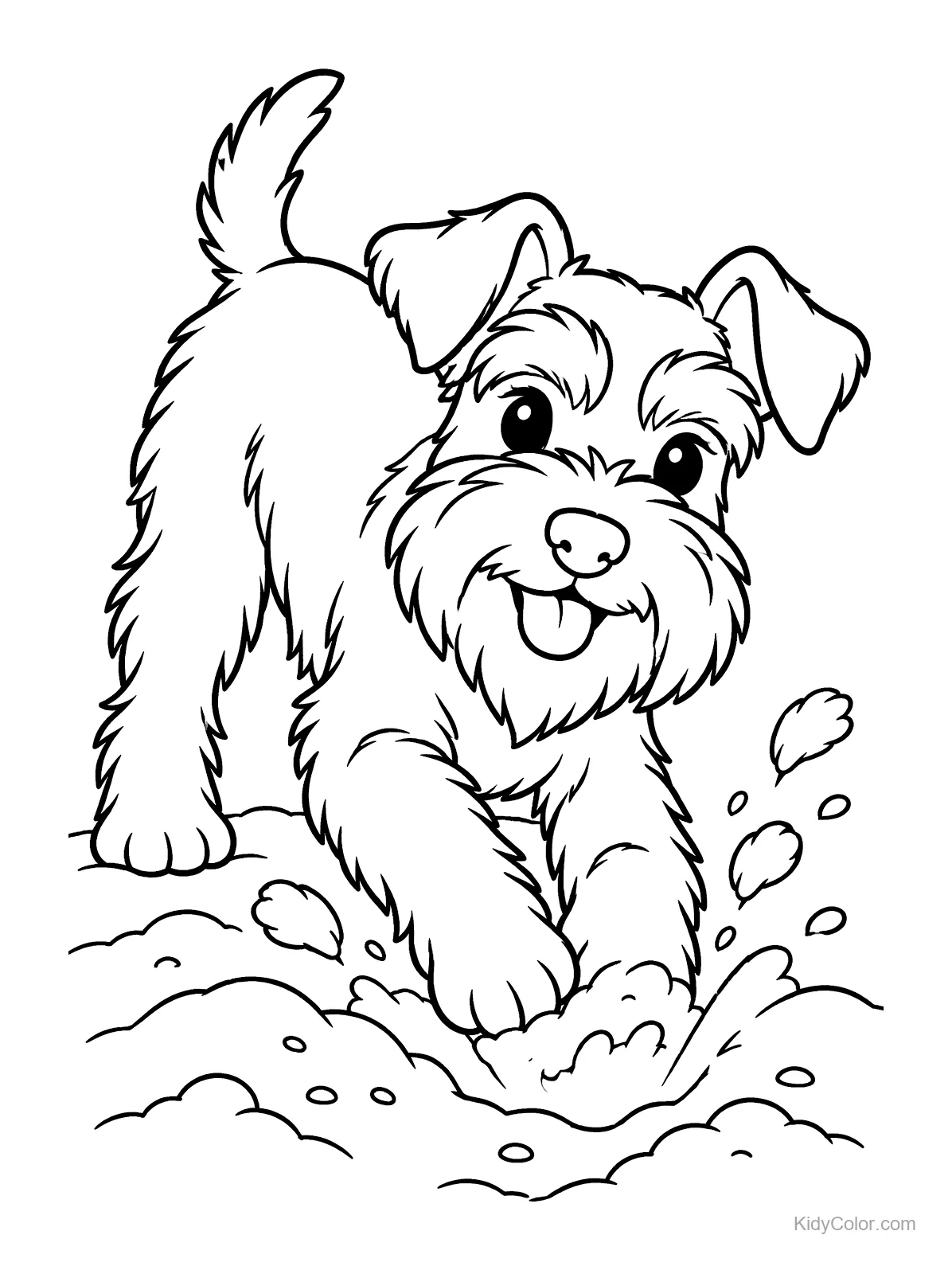 A Miniature Schnauzer digging in sand.