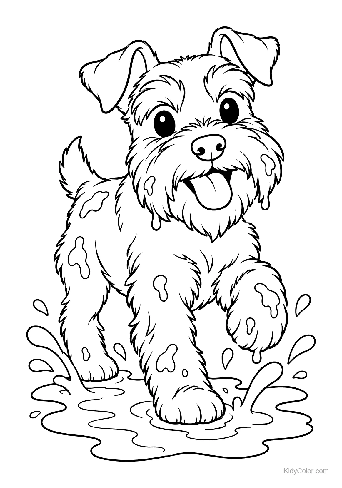 Een miniatuur schnauzer die in een modderplas speelt