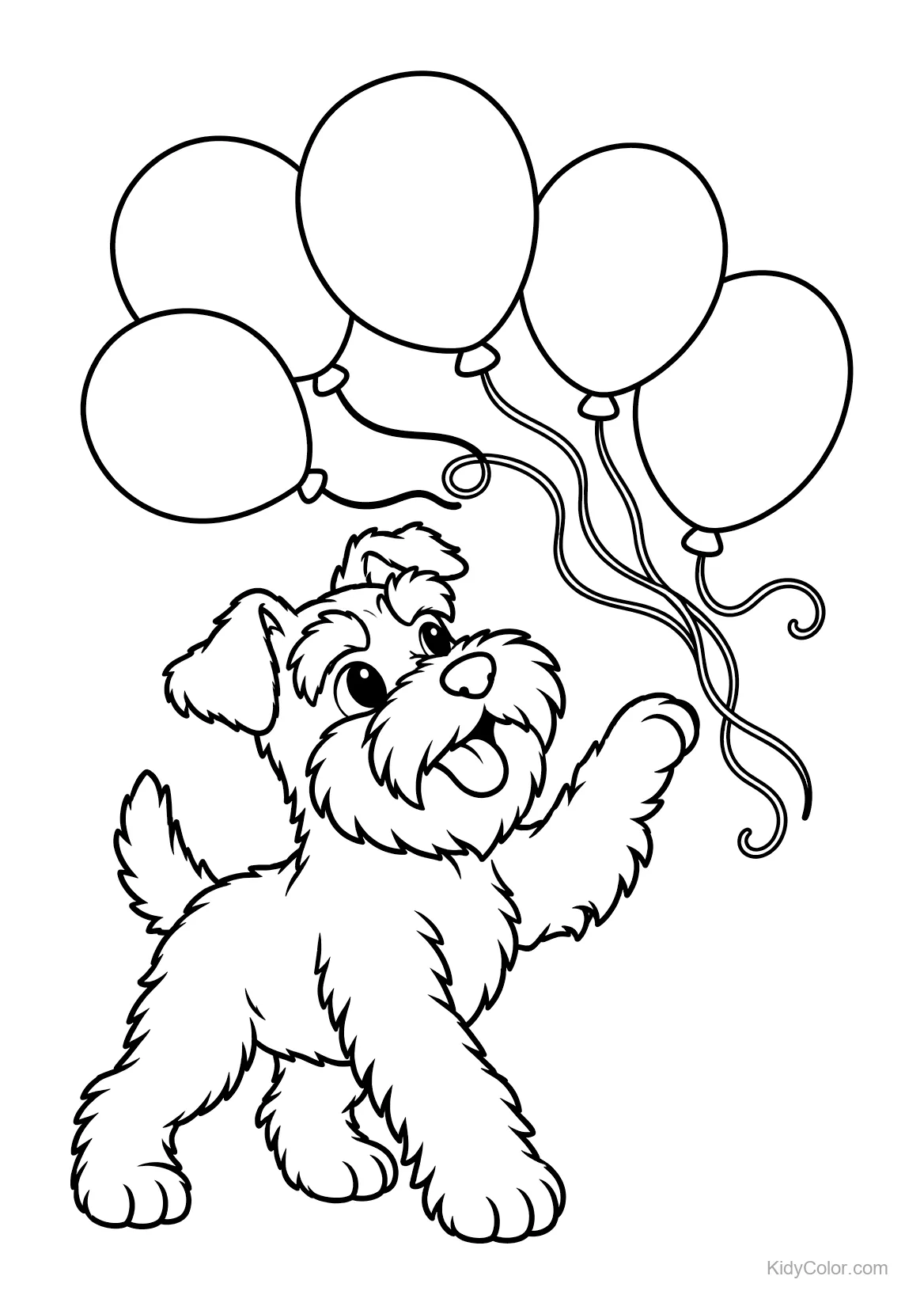 Schnauzer nain joueur avec des ballons flottants.