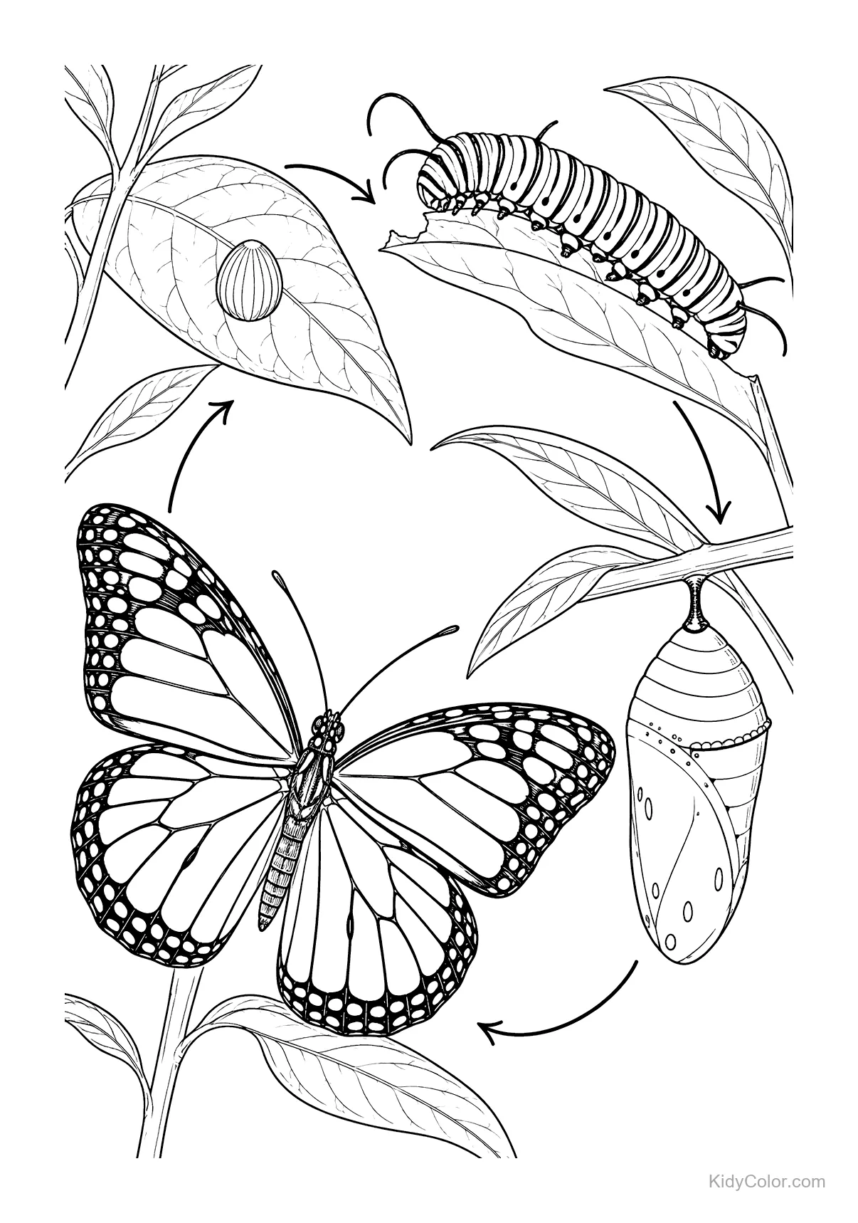 Monarch butterfly life cycle diagram with stages: egg, caterpillar, chrysalis, butterfly.