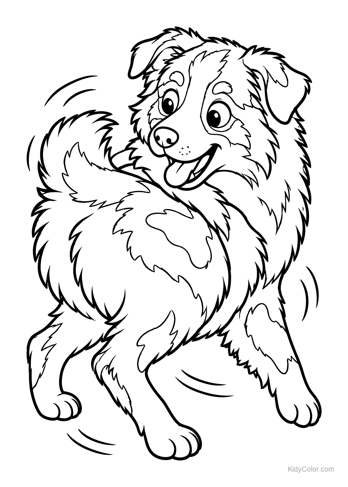 Australian Shepherd mit fröhlichem Gesichtsausdruck jagt seinen Schwanz.