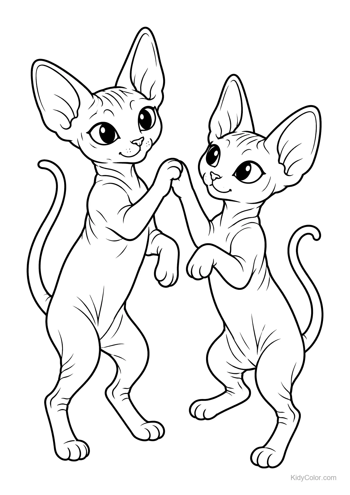 Deux chats Sphynx debout, se touchant les pattes.