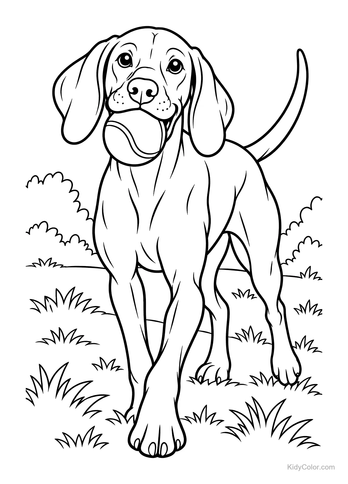 Vizsla holding a ball outdoors with grass and bushes.