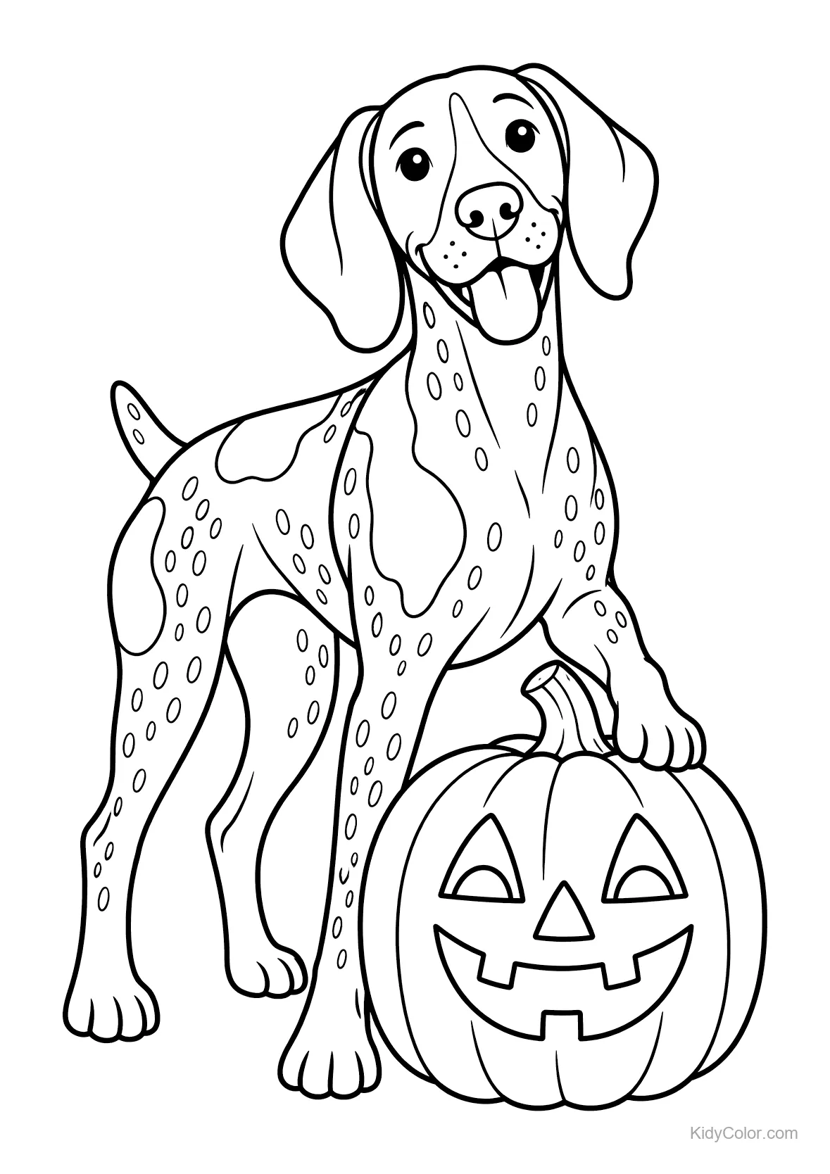 German Shorthaired Pointer with a carved Halloween pumpkin.