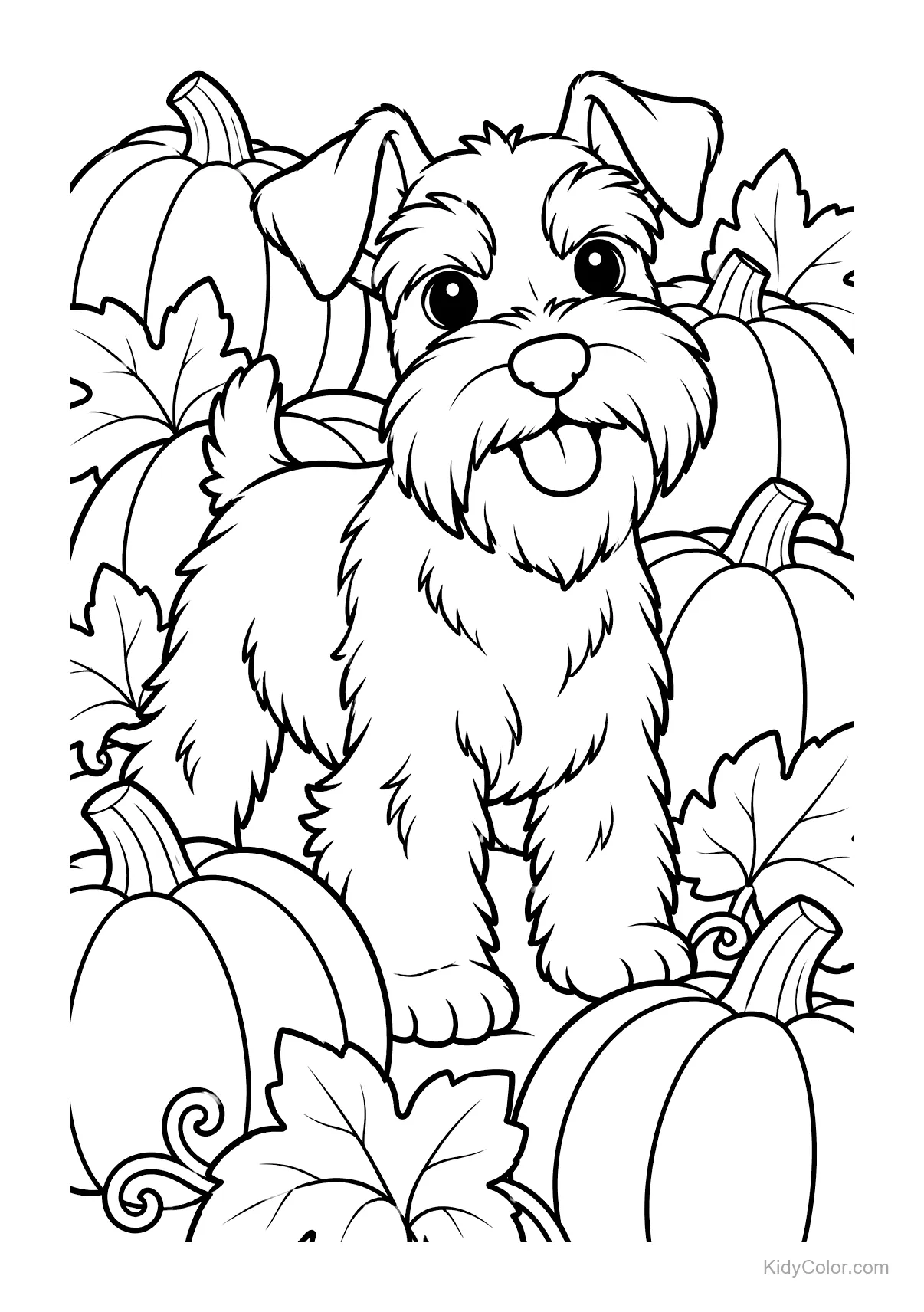 Schnauzer miniature debout parmi des citrouilles.