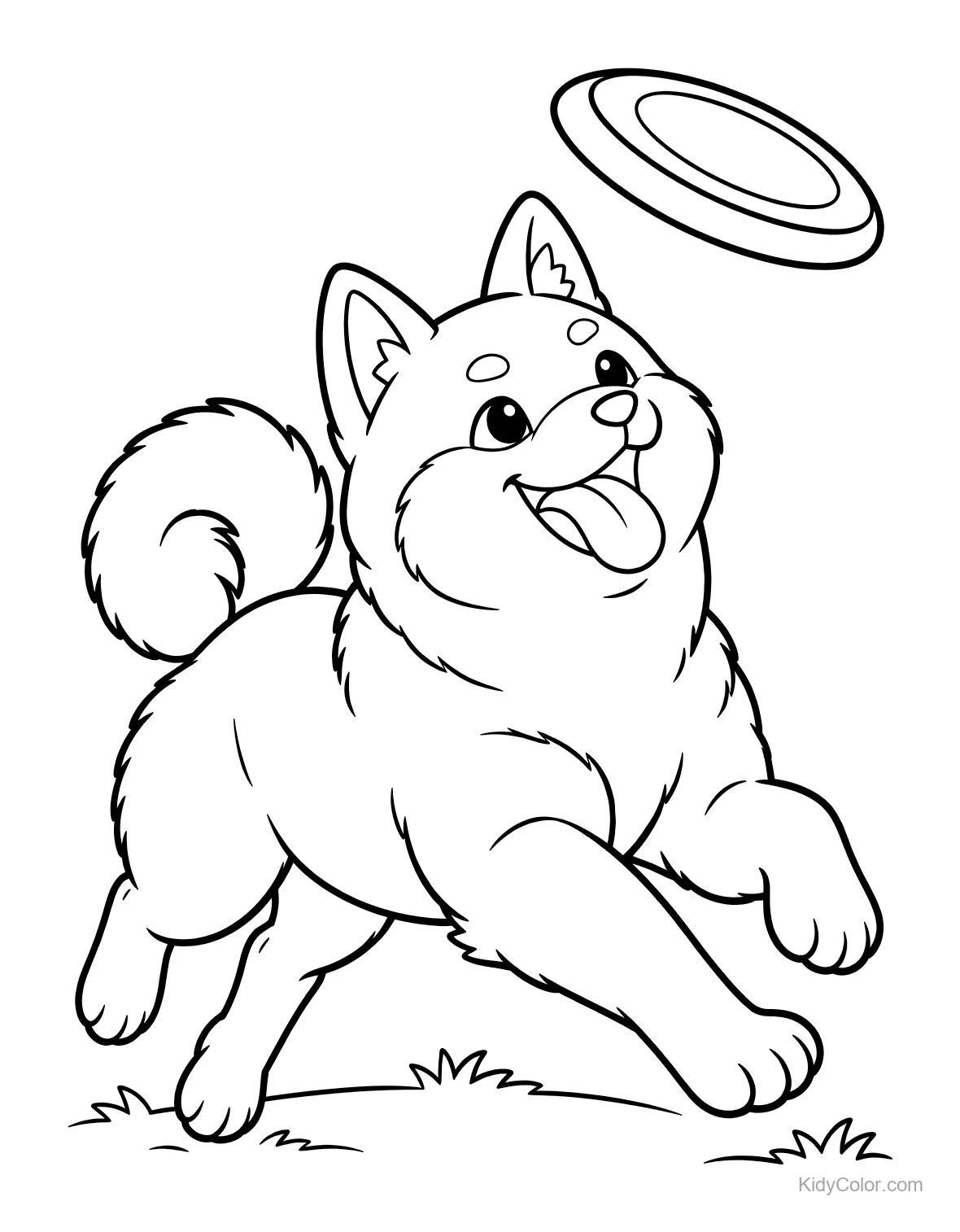 Un cane Shiba Inu che salta per afferrare un frisbee volante.