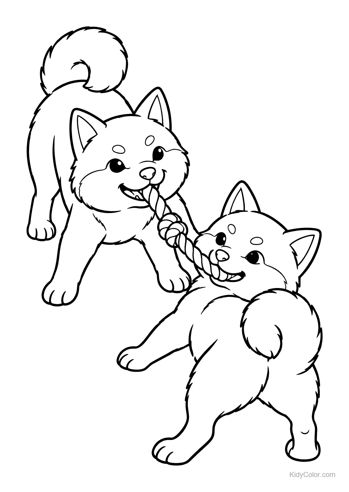 Zwei Shiba Inu Hunde spielen Tauziehen mit einem Seil.