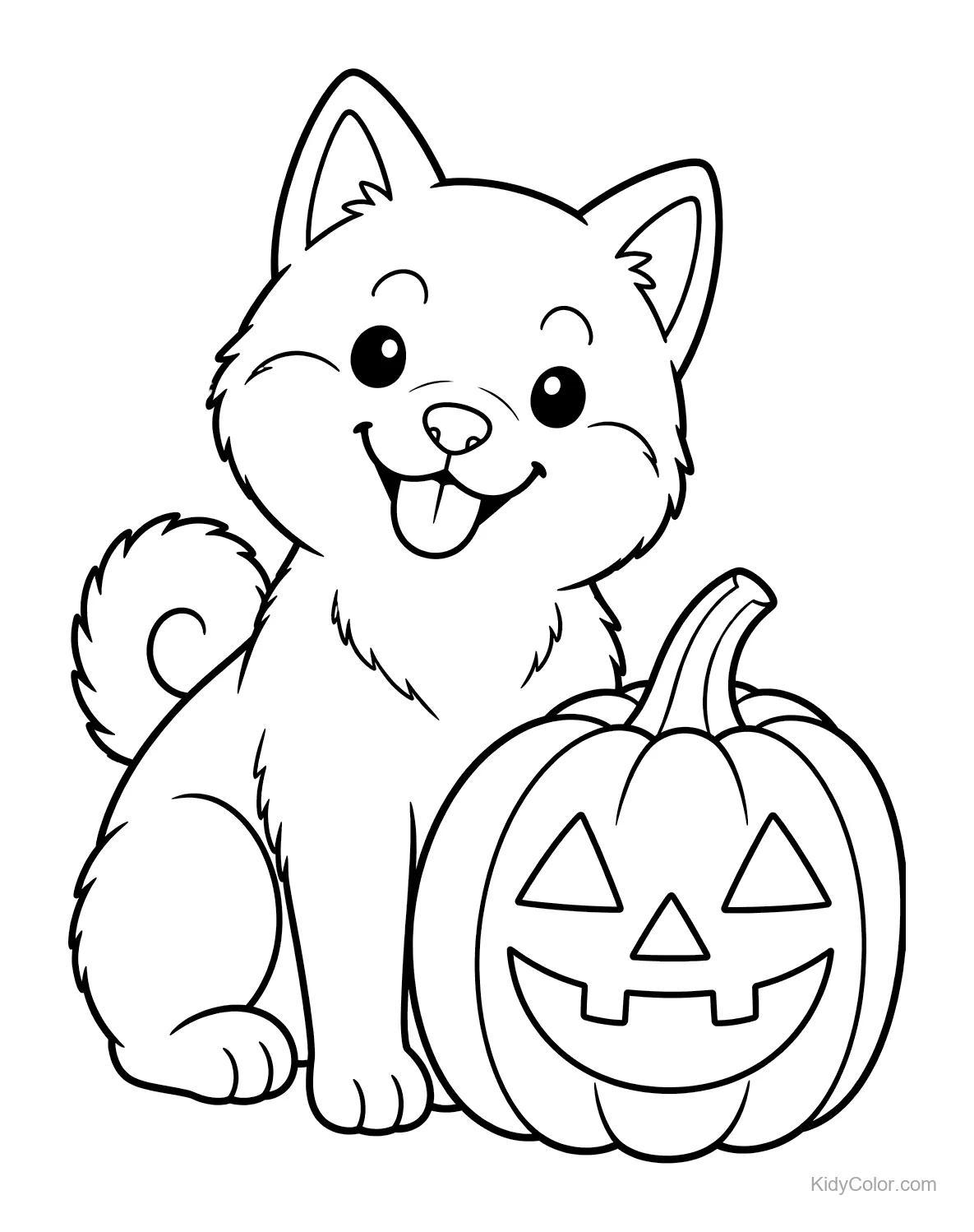 Shiba Inu assis à côté d'une citrouille souriante.