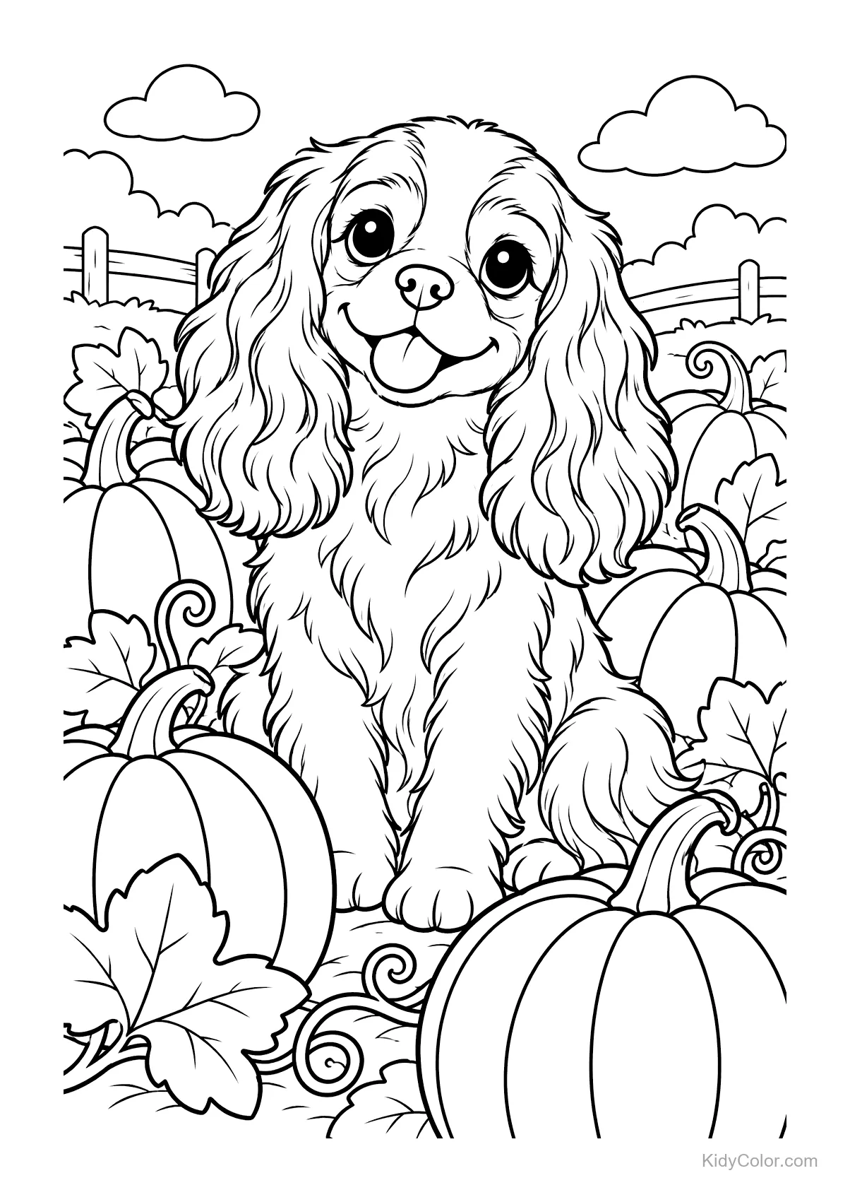 Cavalier King Charles spaniel zittend tussen pompoenen.