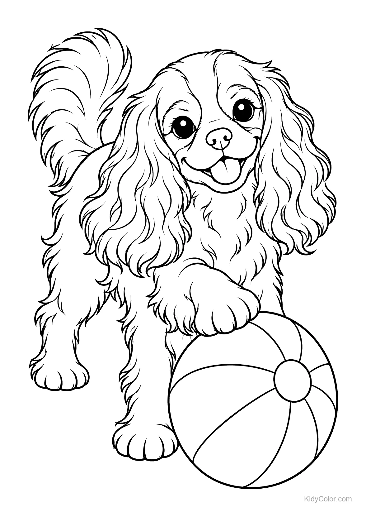 A Cavalier King Charles Spaniel with a big ball.