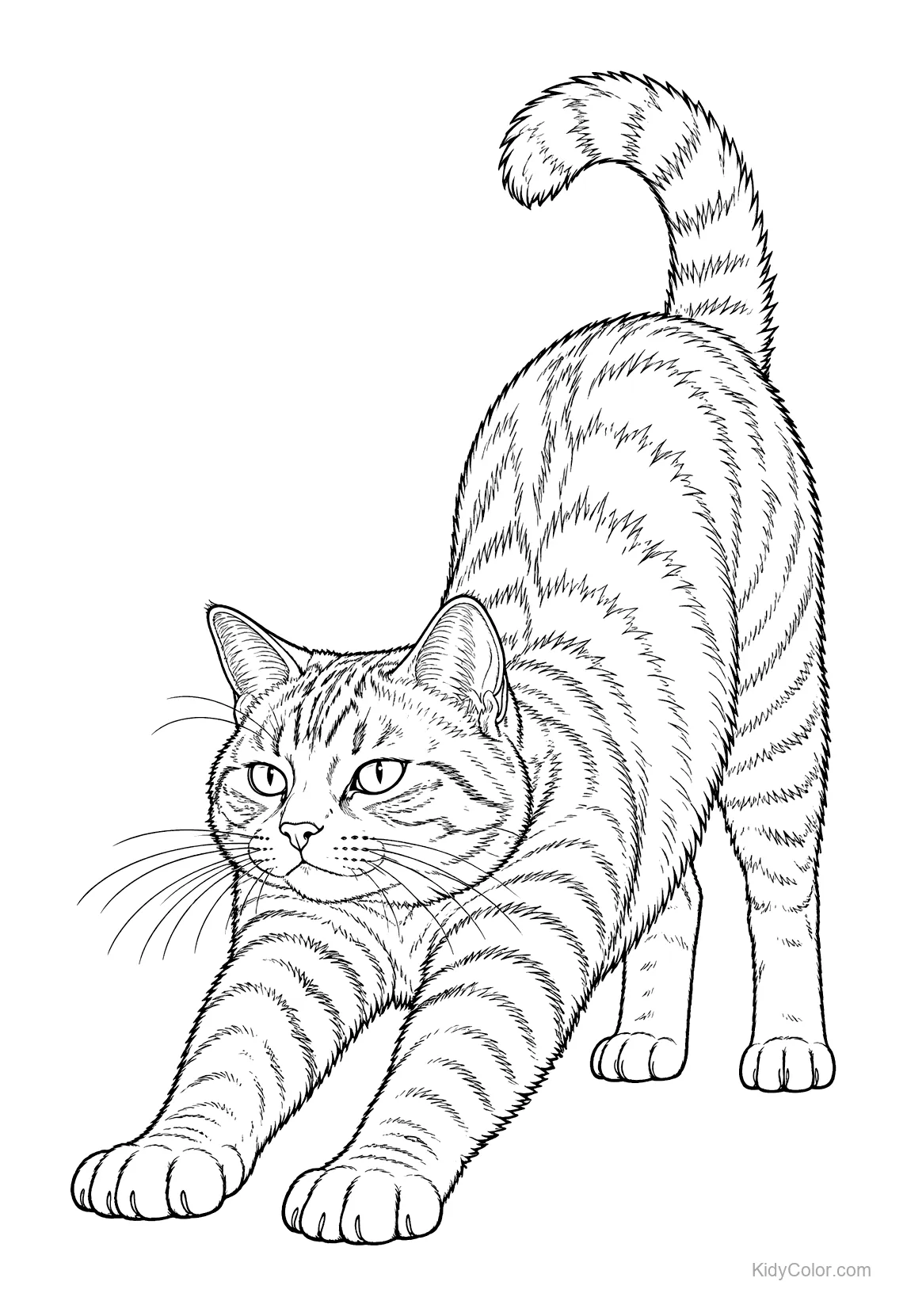 Tabby cat in a stretching position with tail up and stripes.