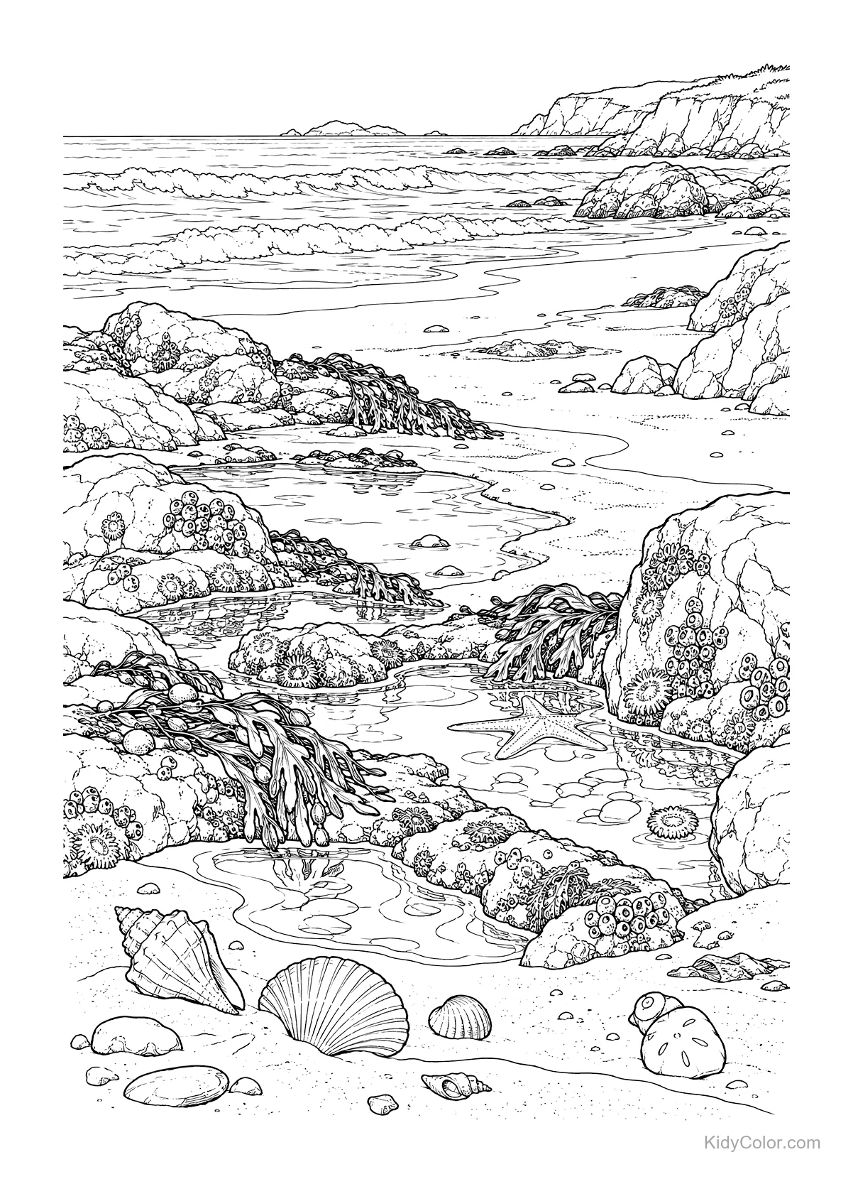 Tide pools with rocks, shells, and ocean waves on a rocky shore.