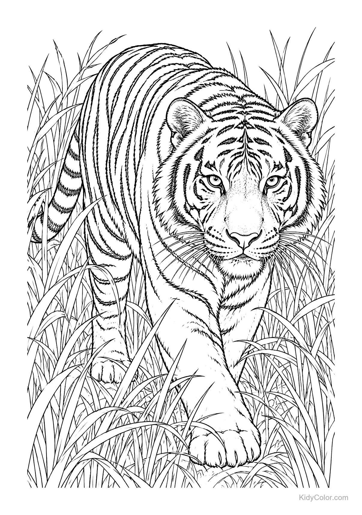 A tiger walking confidently through tall grasses.